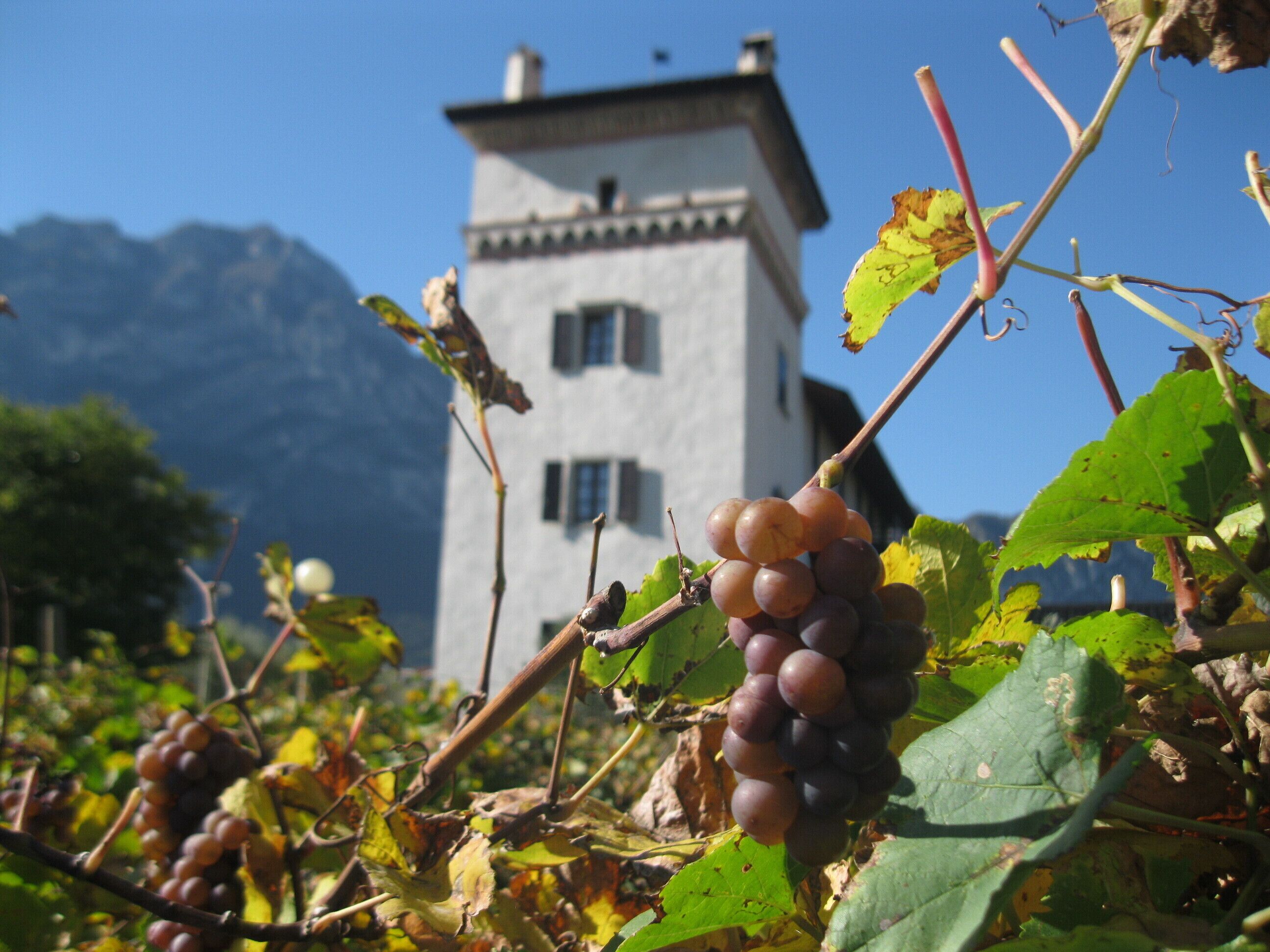 Ein Weinberg mit Trauben im Vordergrund und einem turmartigen Gebäude im Hintergrund.