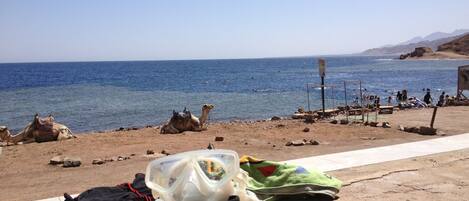 A beach with a camel, a tent, and a person with snorkeling gear.