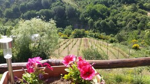 A vineyard with rows of grapevines and a wooden fence in the foreground. - B&B Il Ghiro - Country House (Mormanno)