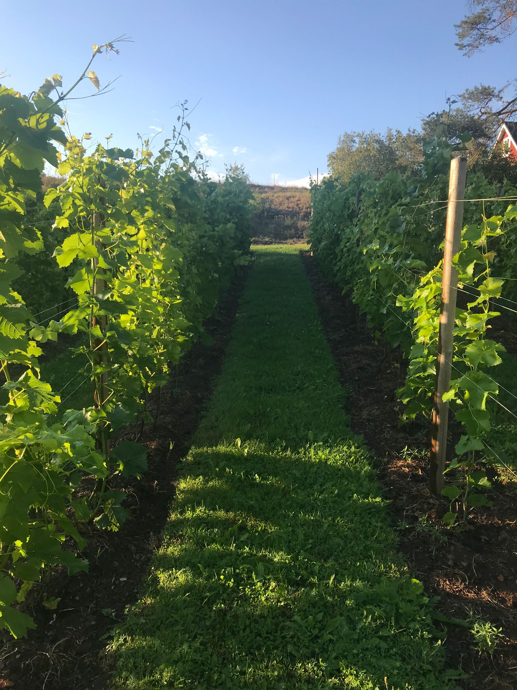 Ein Weinberg mit Rebenreihen und einem grasbewachsen Pfad dazwischen.