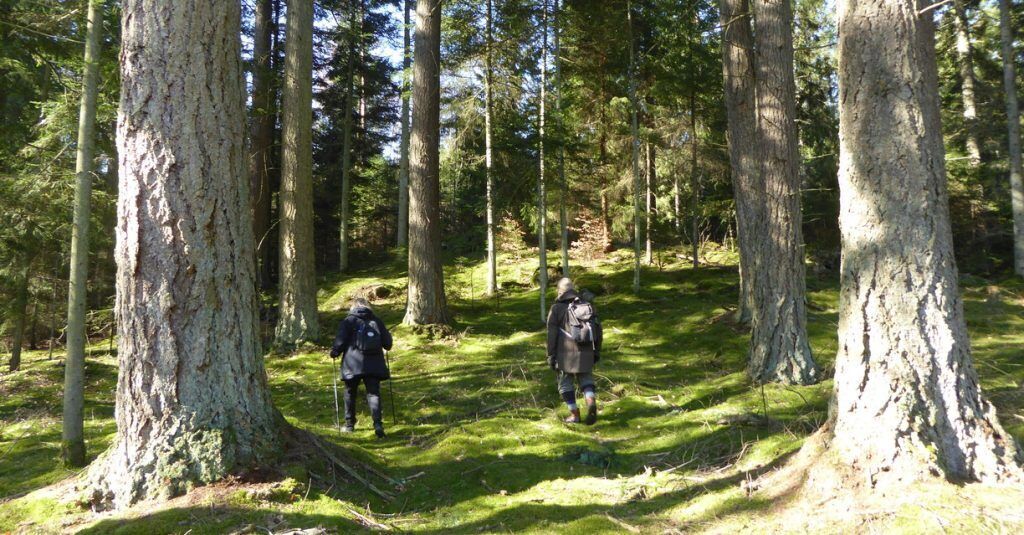 A forested area with tall trees and a clear path.