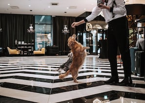 Una persona interactuando con un perro en el vestíbulo de un hotel, con piso a cuadros y decoración moderna.