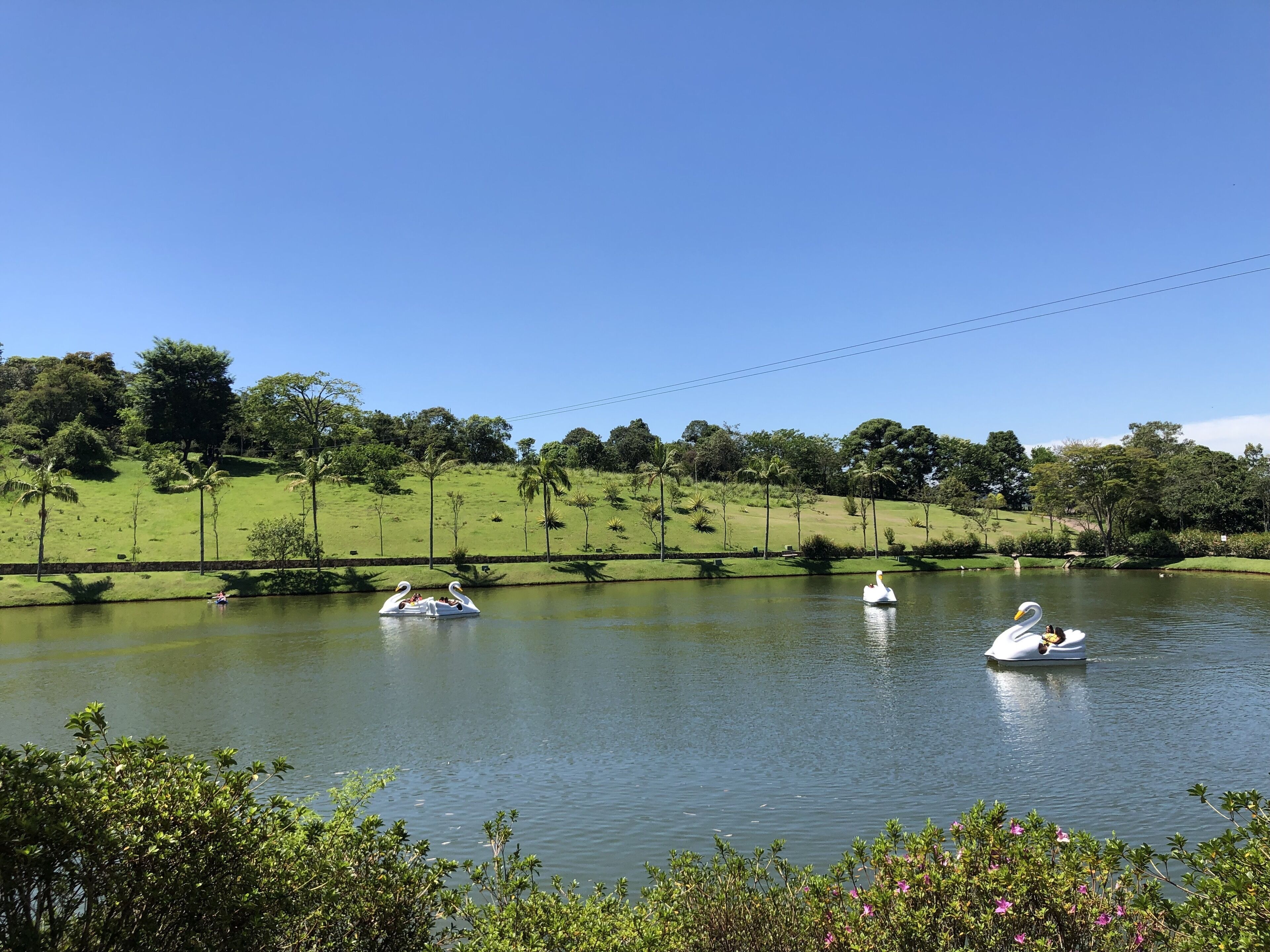 A serene lake with swan-shaped boats and a grassy hillside in the background.