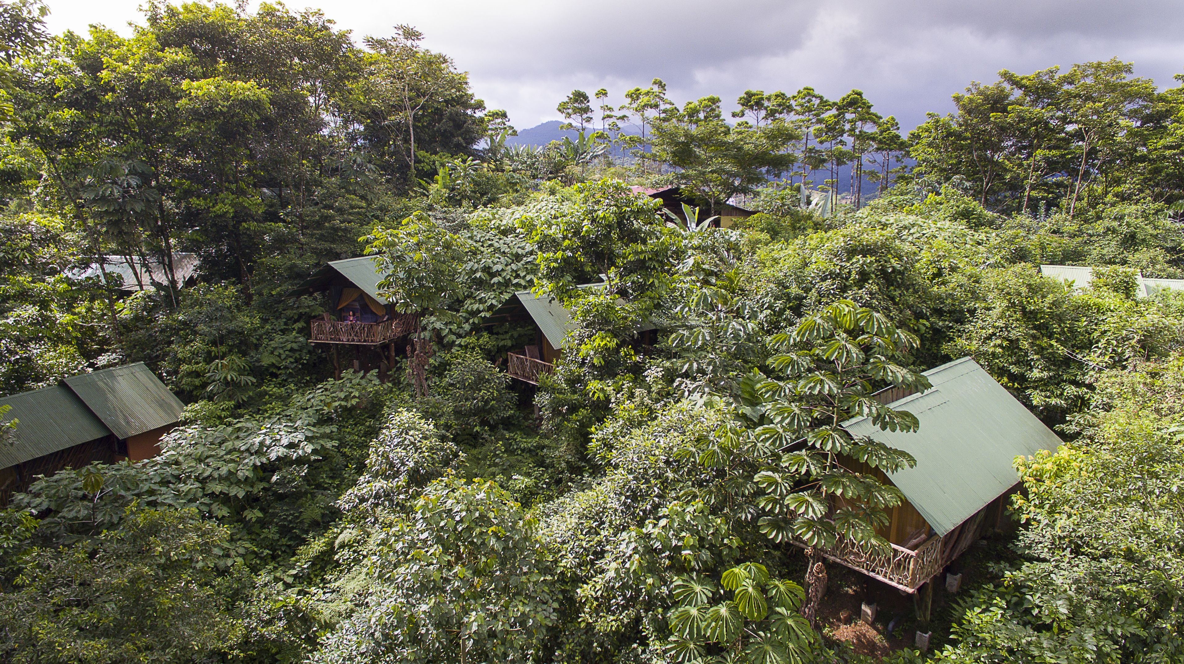 A forested area with several treehouses built into the canopy.
