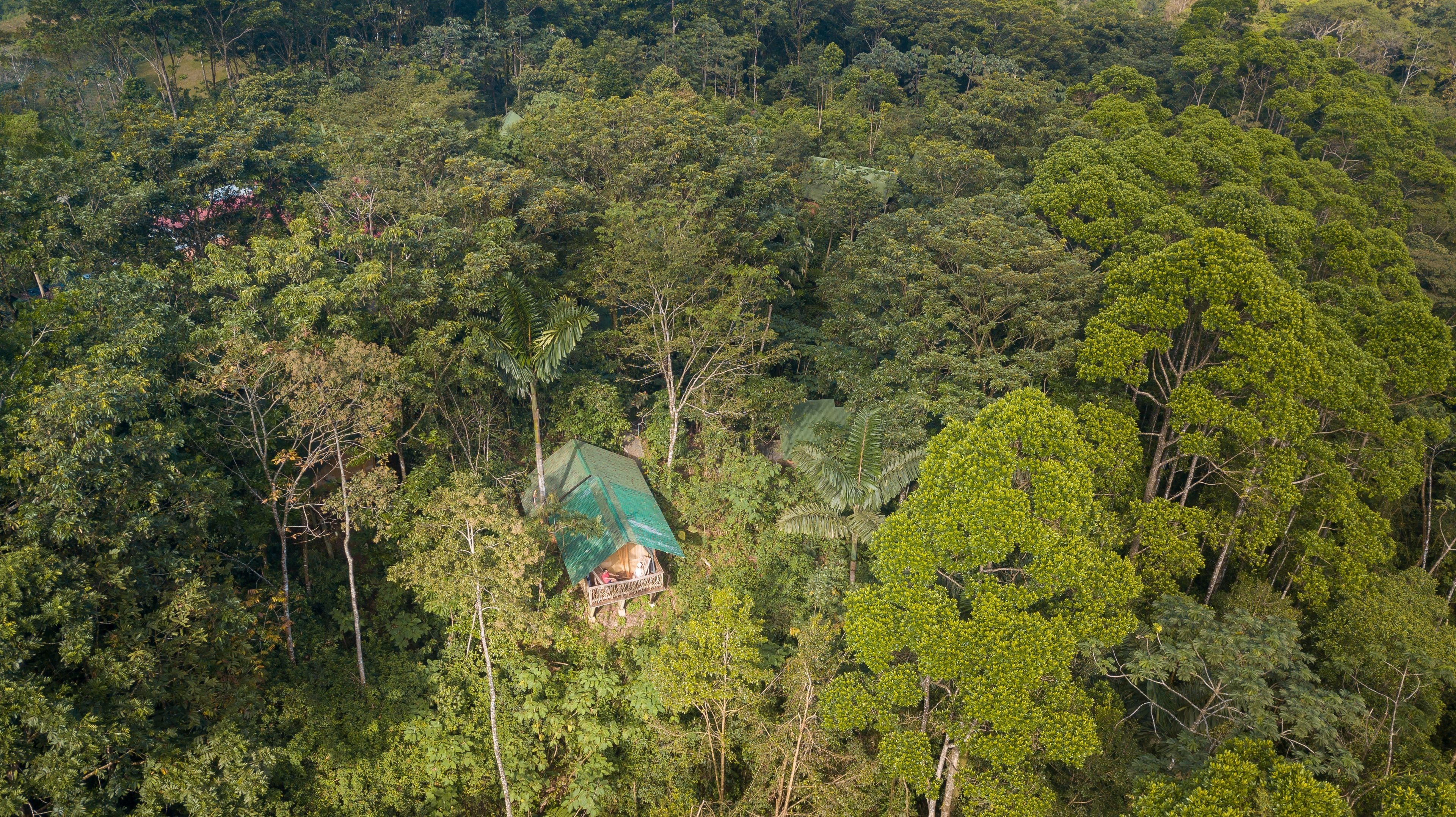 A remote, forested area with a small, green-roofed structure surrounded by dense vegetation.