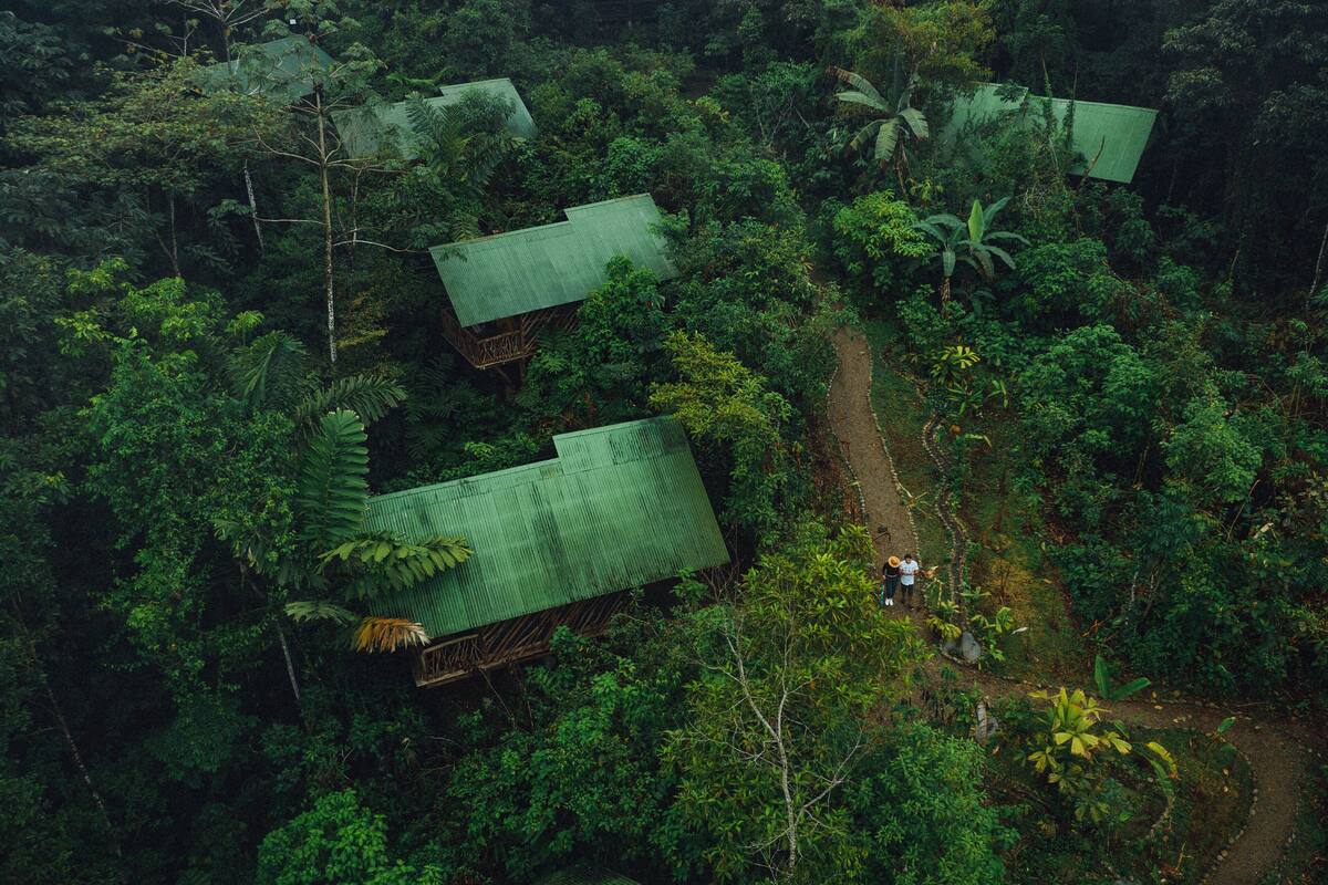 A remote eco-lodge with multiple green-roofed cabins nestled in a dense forest.