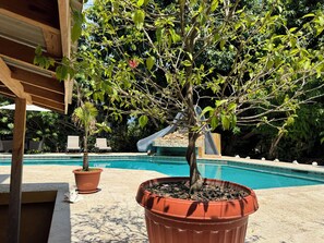 Luxury Room, 1 King Bed | Terrace/patio - Caribbean Shores Bed & Breakfast (Hopkins)