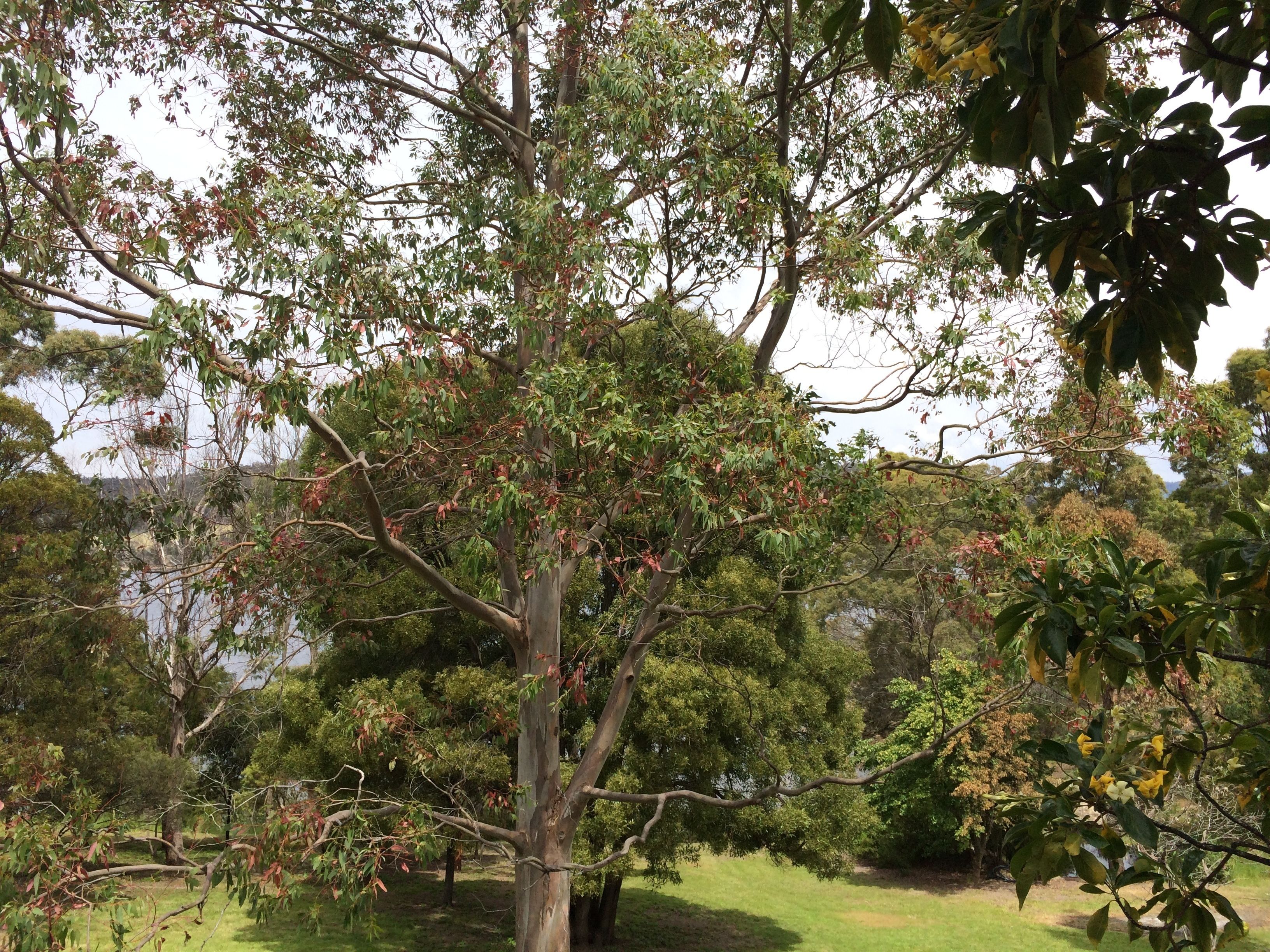 Un arbre à l’écorce épaisse et au feuillage dense, situé dans un parc.