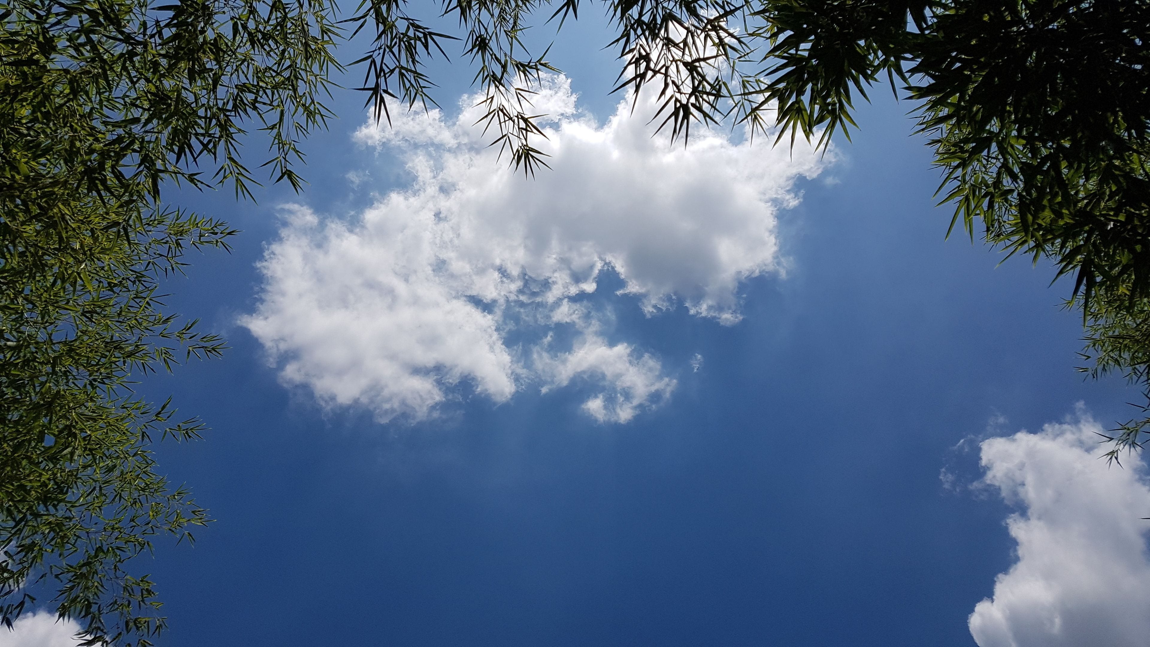 A clear blue sky with clouds and bamboo leaves framing the view.