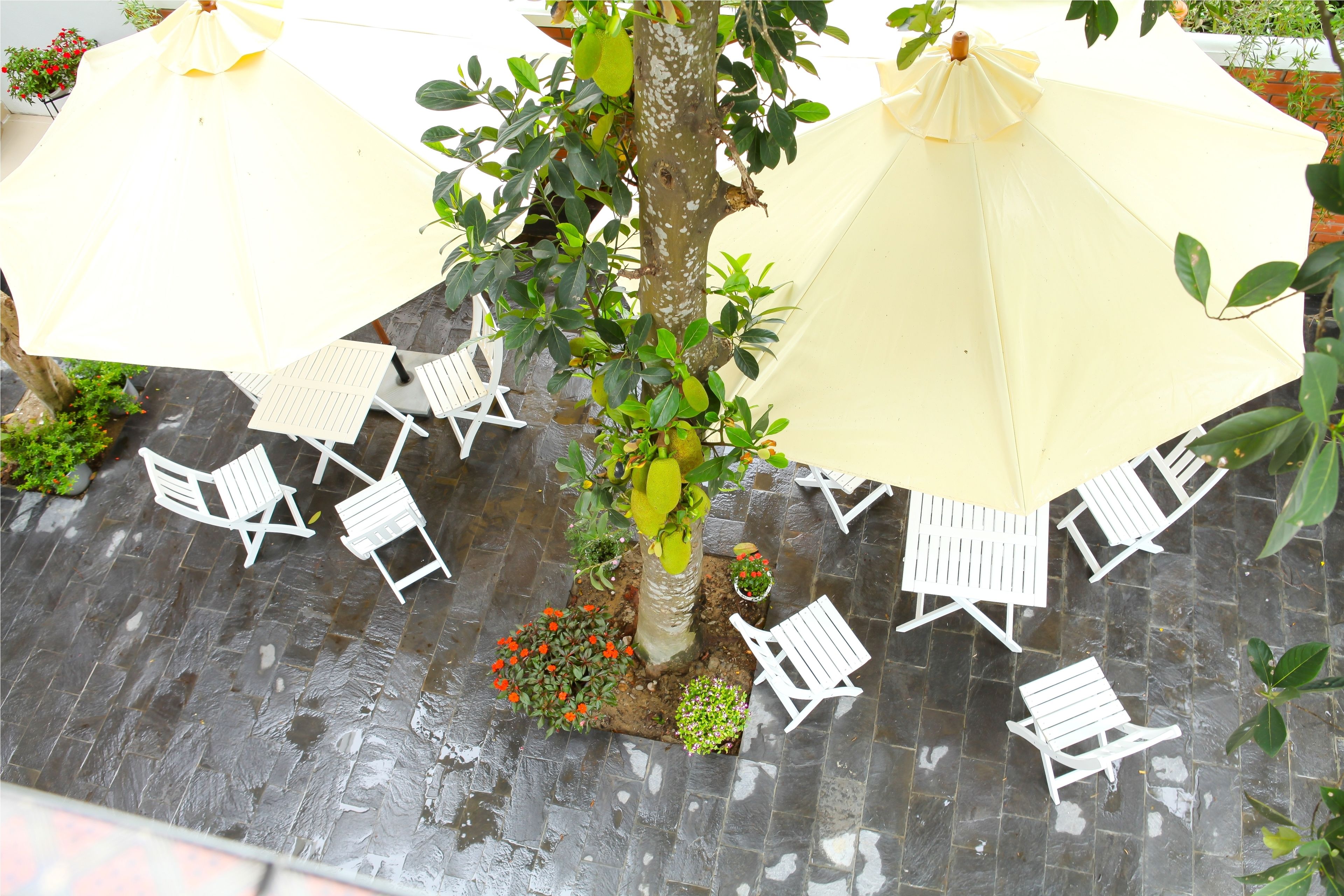 An outdoor seating area with white chairs and yellow umbrellas, surrounded by potted plants and a tree.