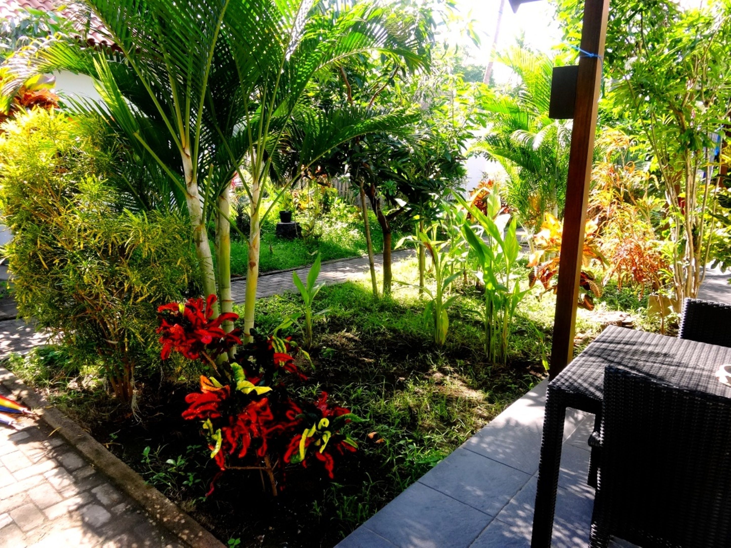 Un jardín con diversas plantas y un sendero.