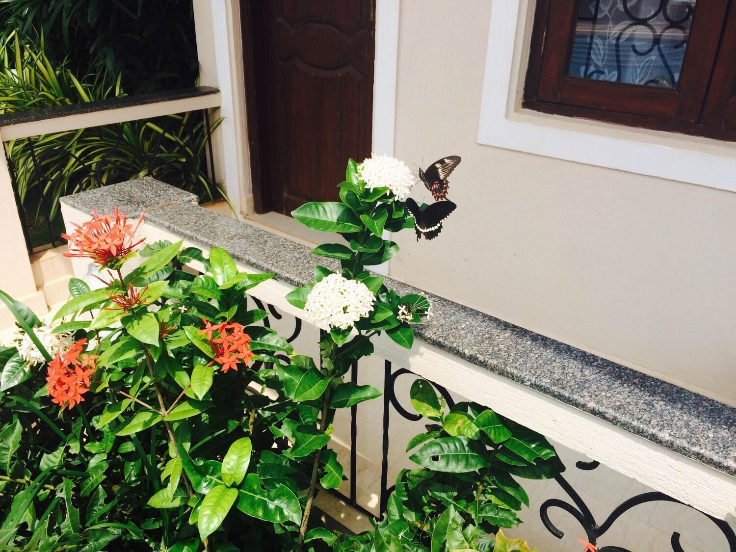 Un balcon avec une balustrade, des plantes en pot et des fleurs.