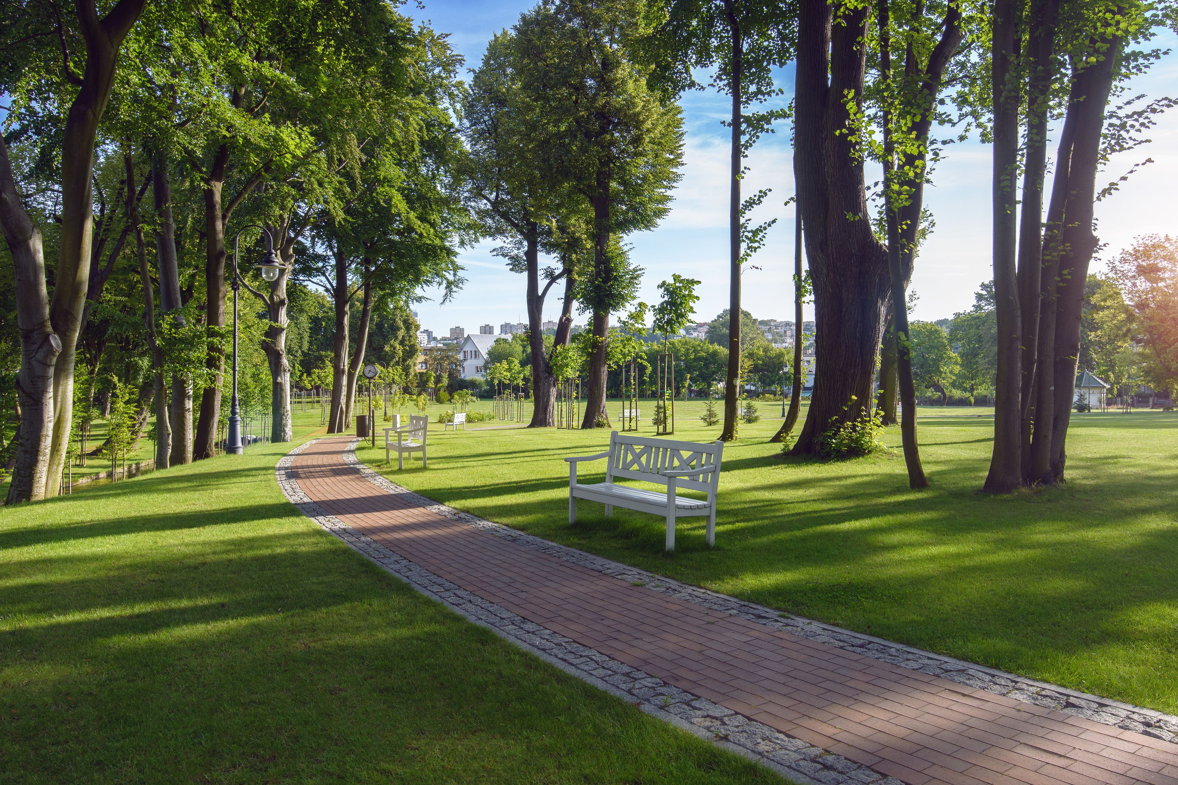 A park pathway with a bench and trees.
