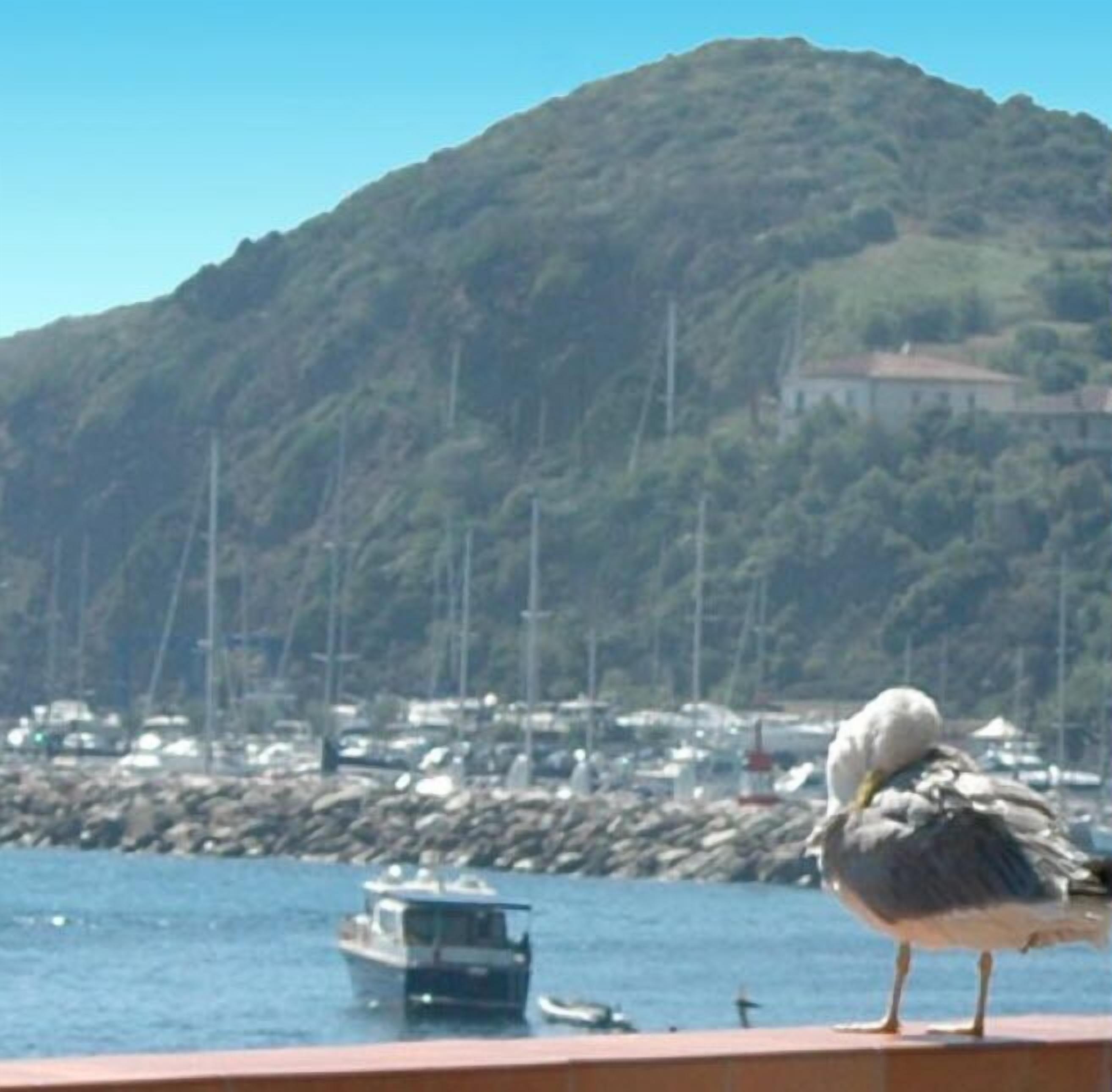 Uma gaivota em um cais com barcos e montanhas ao fundo.