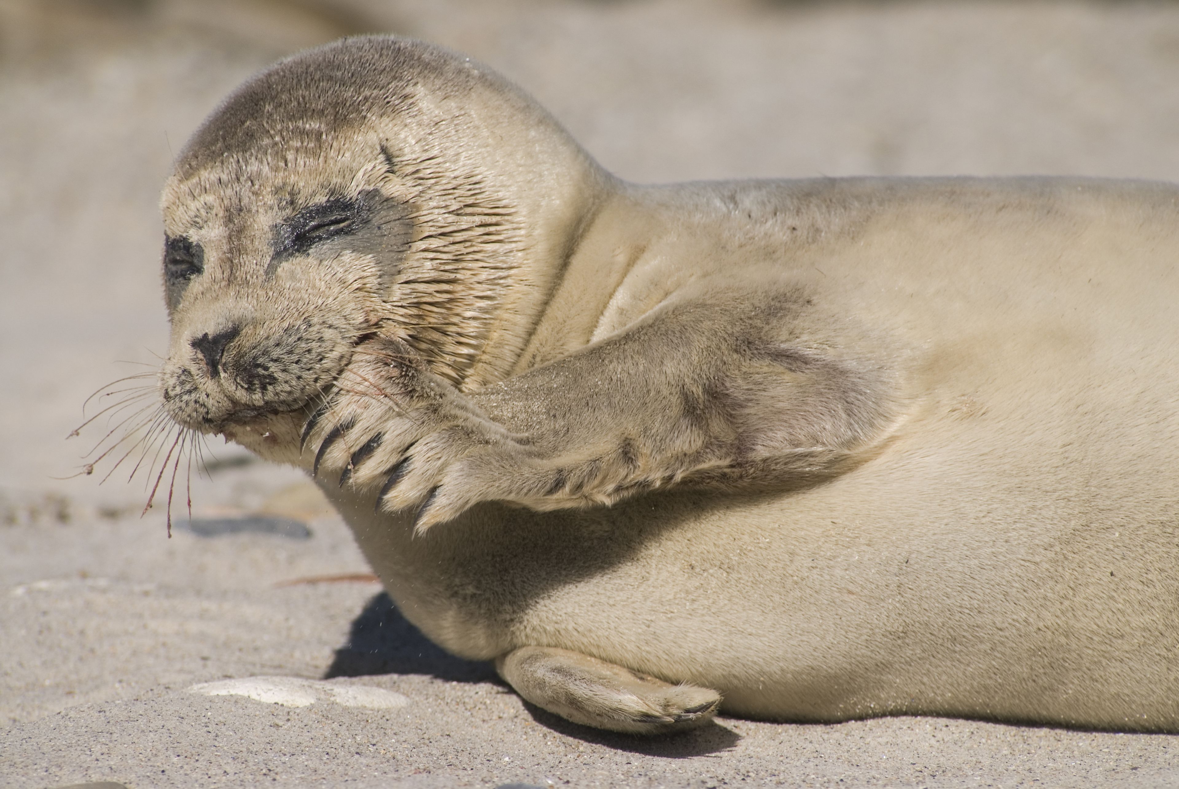 Een zeehond rustend op zand.
