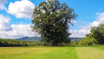 Un gran árbol en un campo cubierto de hierba, con un cielo despejado y colinas a lo lejos.