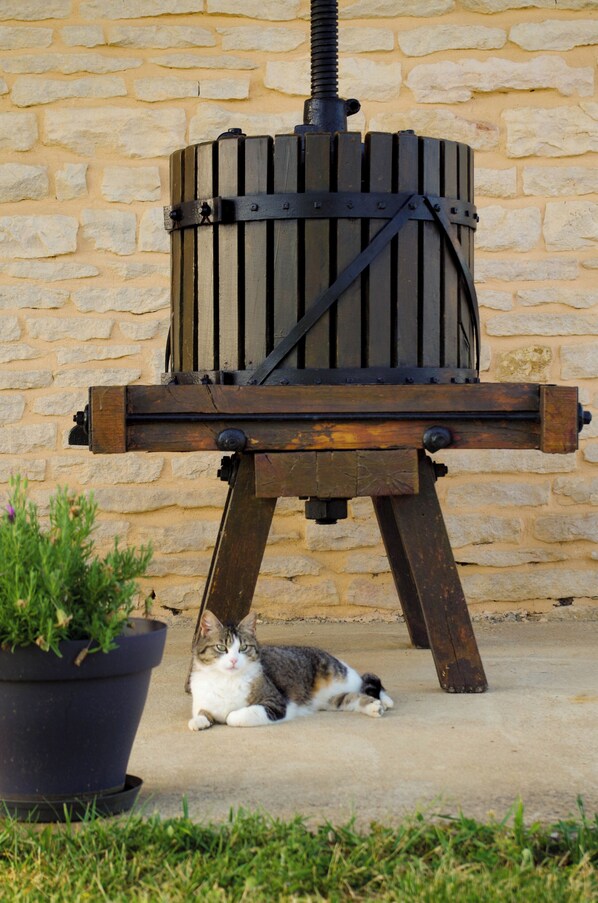 A cat lying next to a wooden outdoor grill against a stone wall.