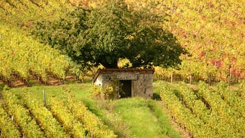 A vineyard with rows of grapevines and a stone building in the center.