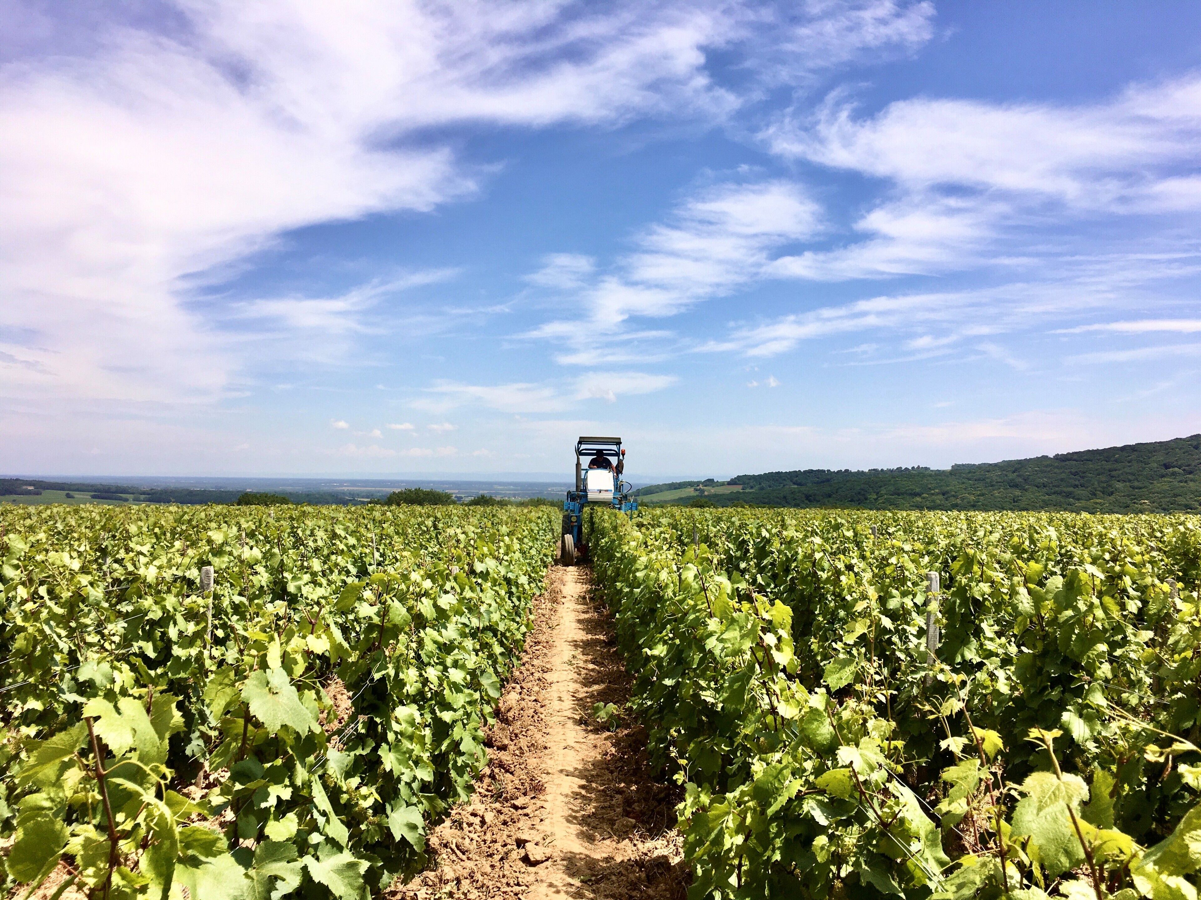 A vineyard with rows of grapevines and a tractor in the distance.