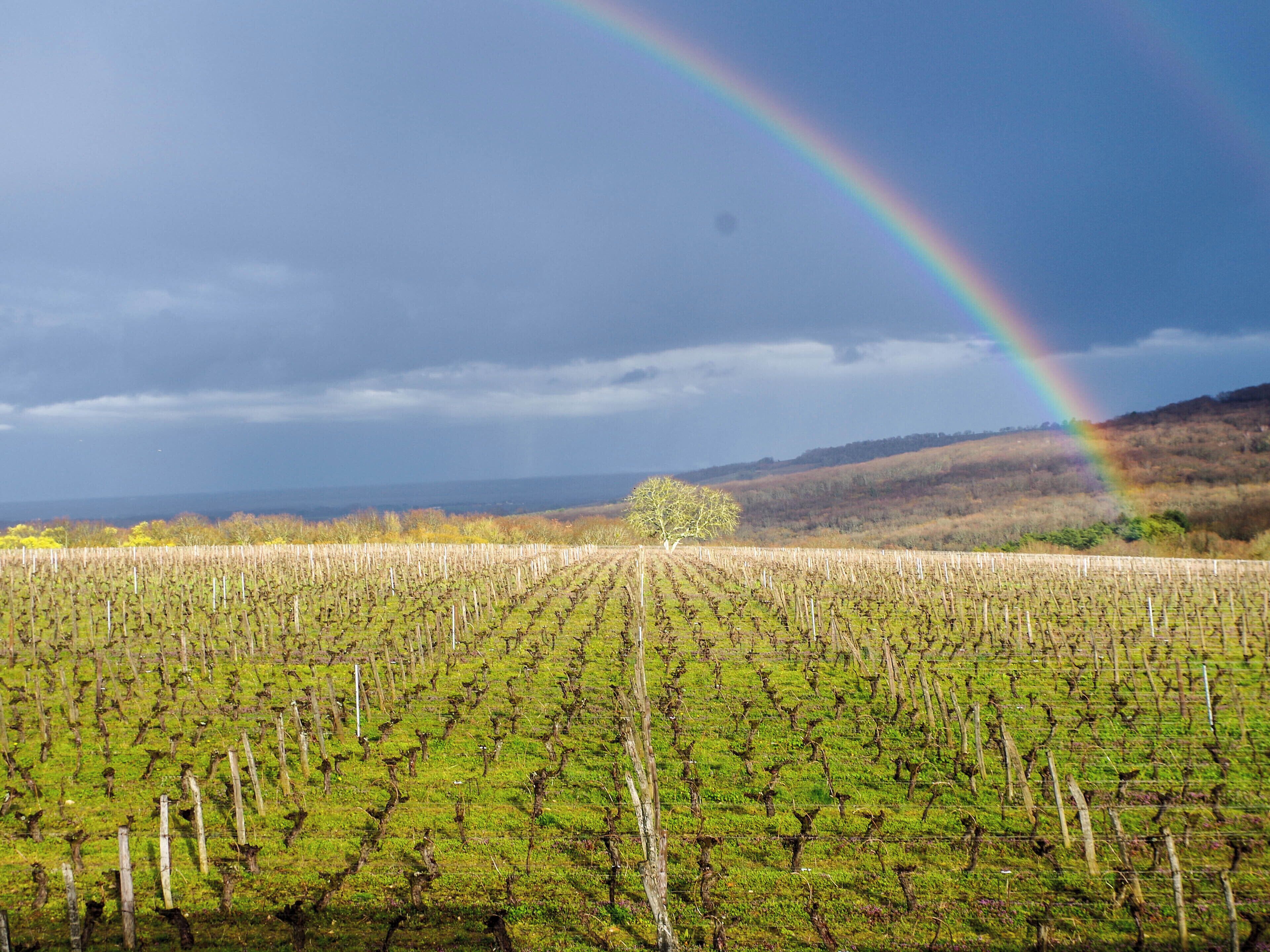 A vineyard with rows of grapevines and a rainbow in the sky.