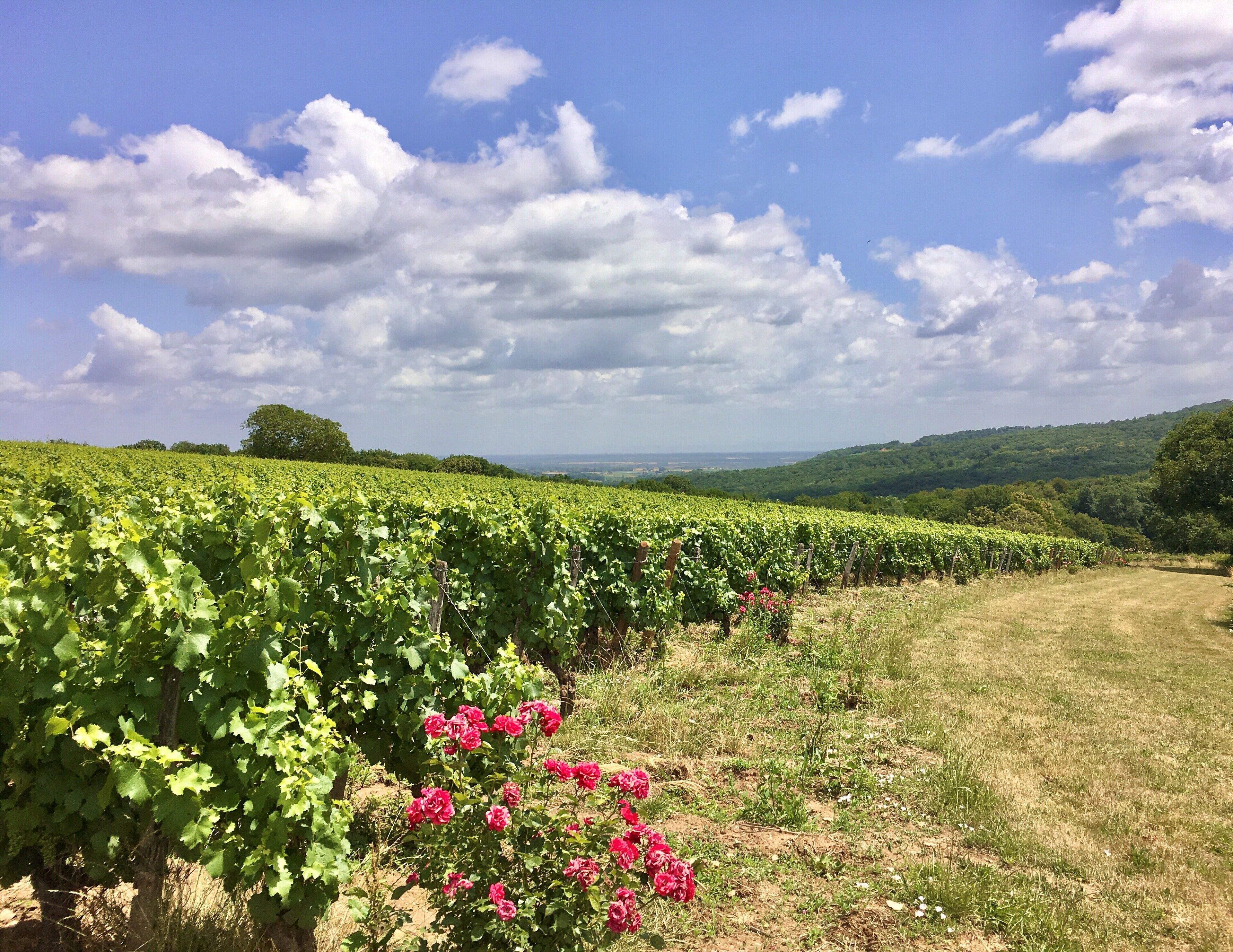 Viñedo con hileras de vides y cielo despejado.