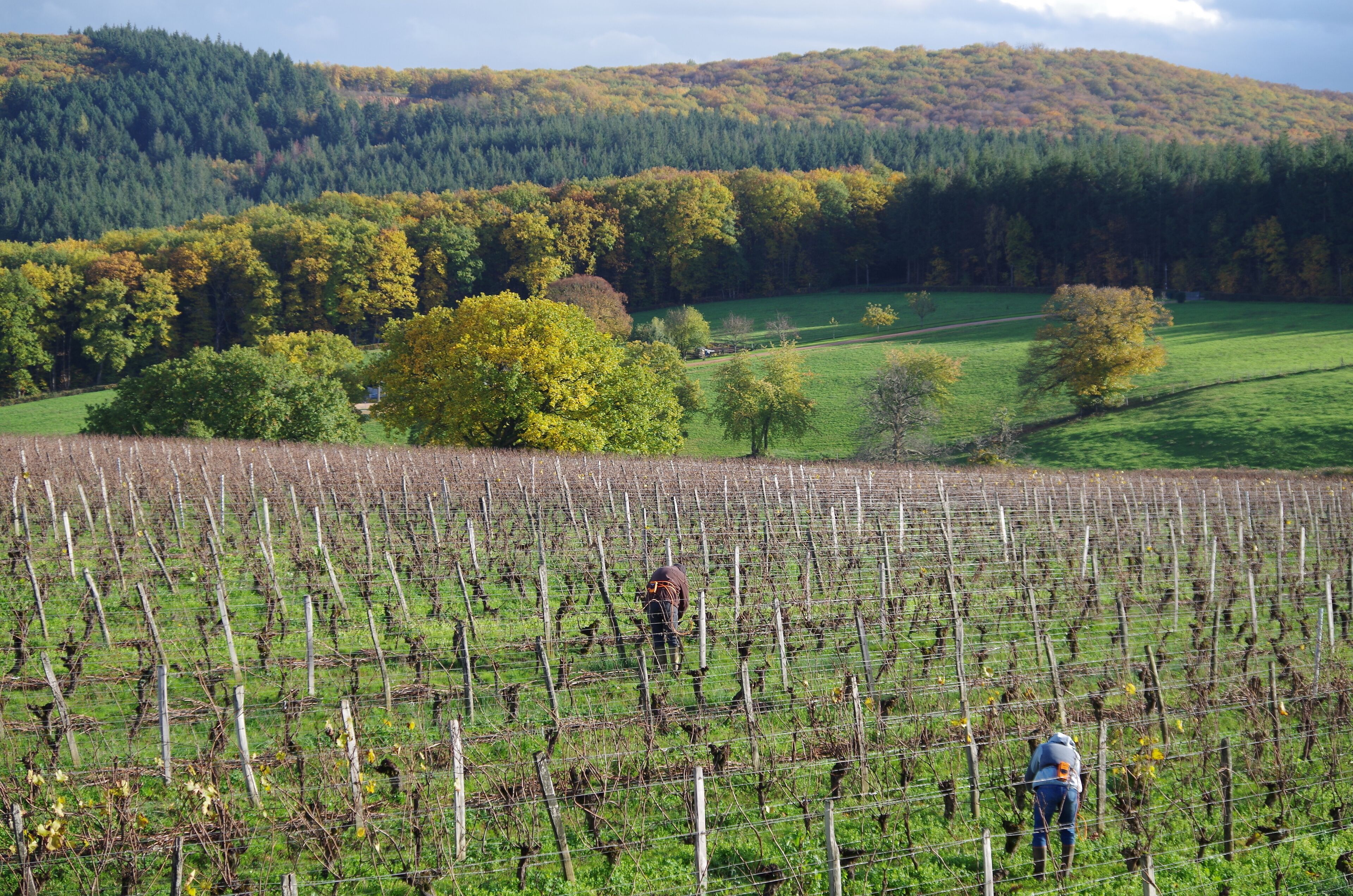 A vineyard with rows of grapevines and a person working in the field.