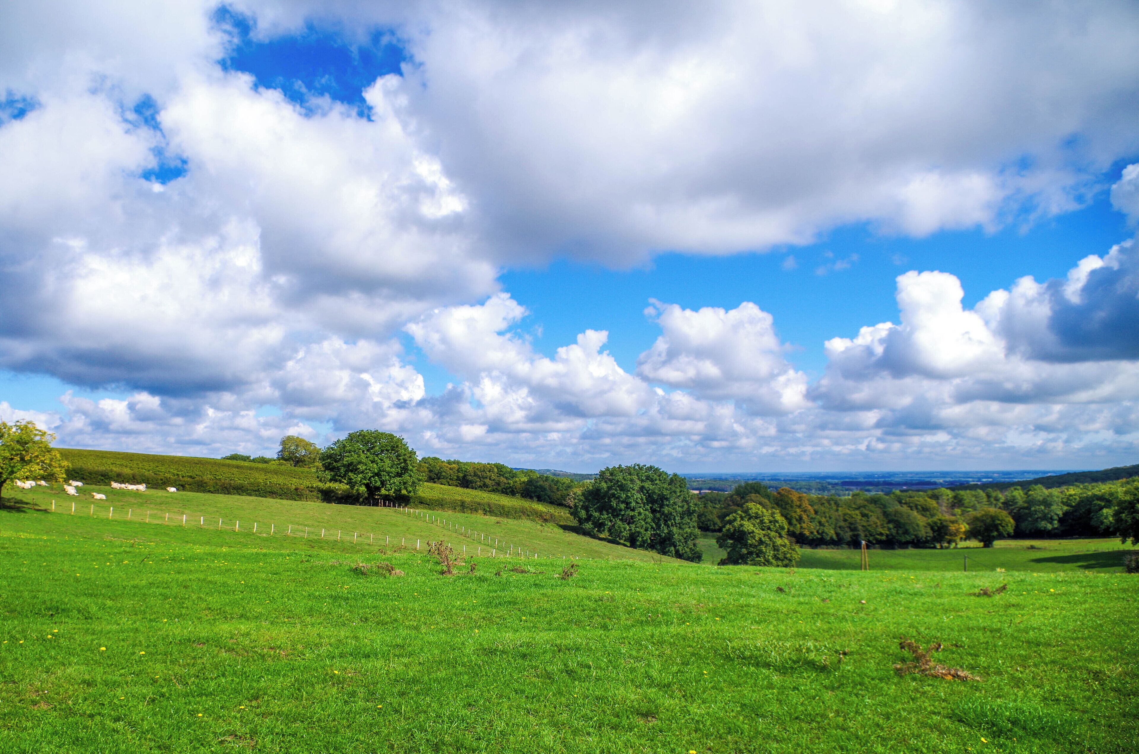 A green field with a fence, trees, and a clear sky.