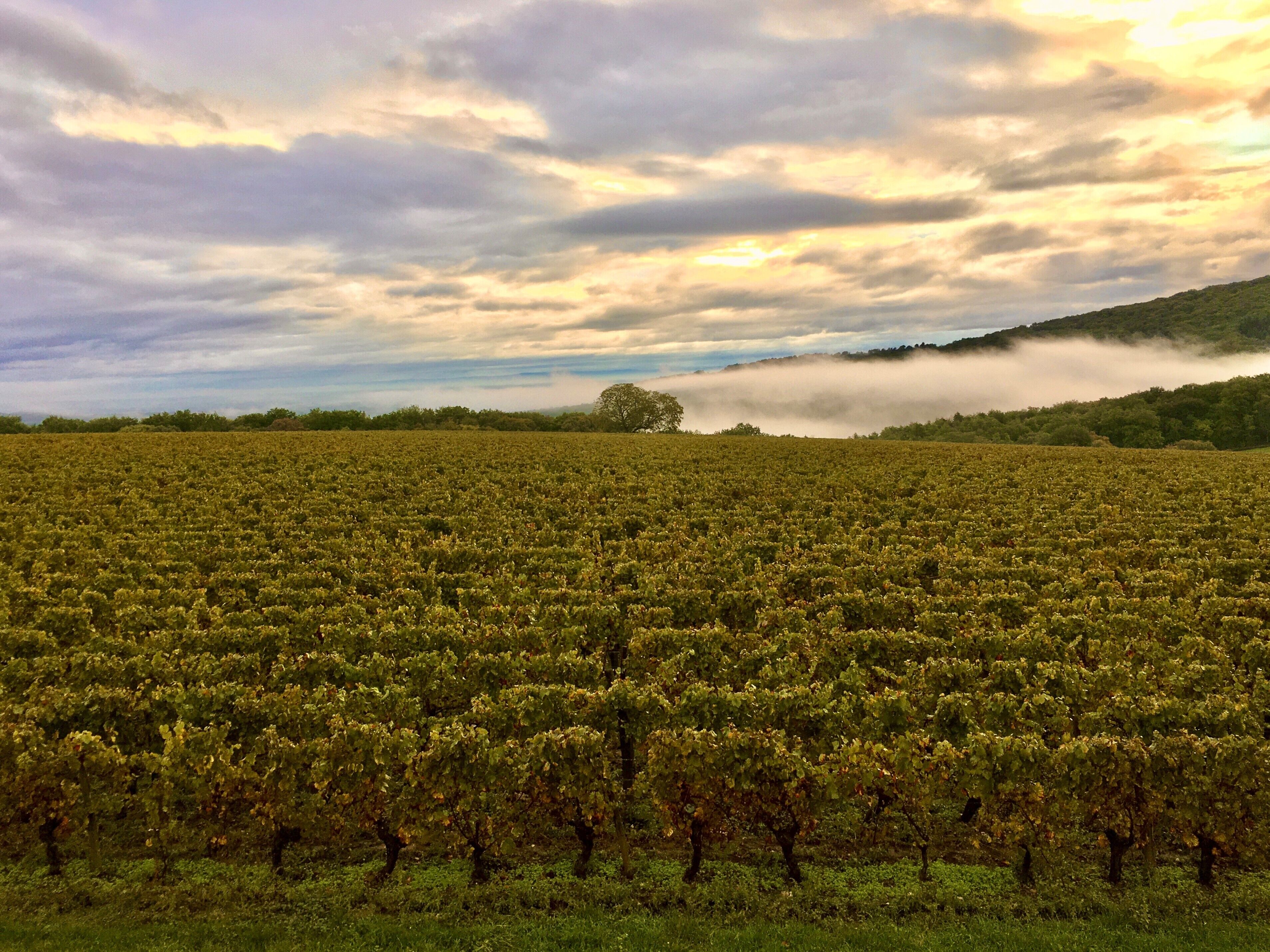 A vineyard with rows of grapevines under a cloudy sky.