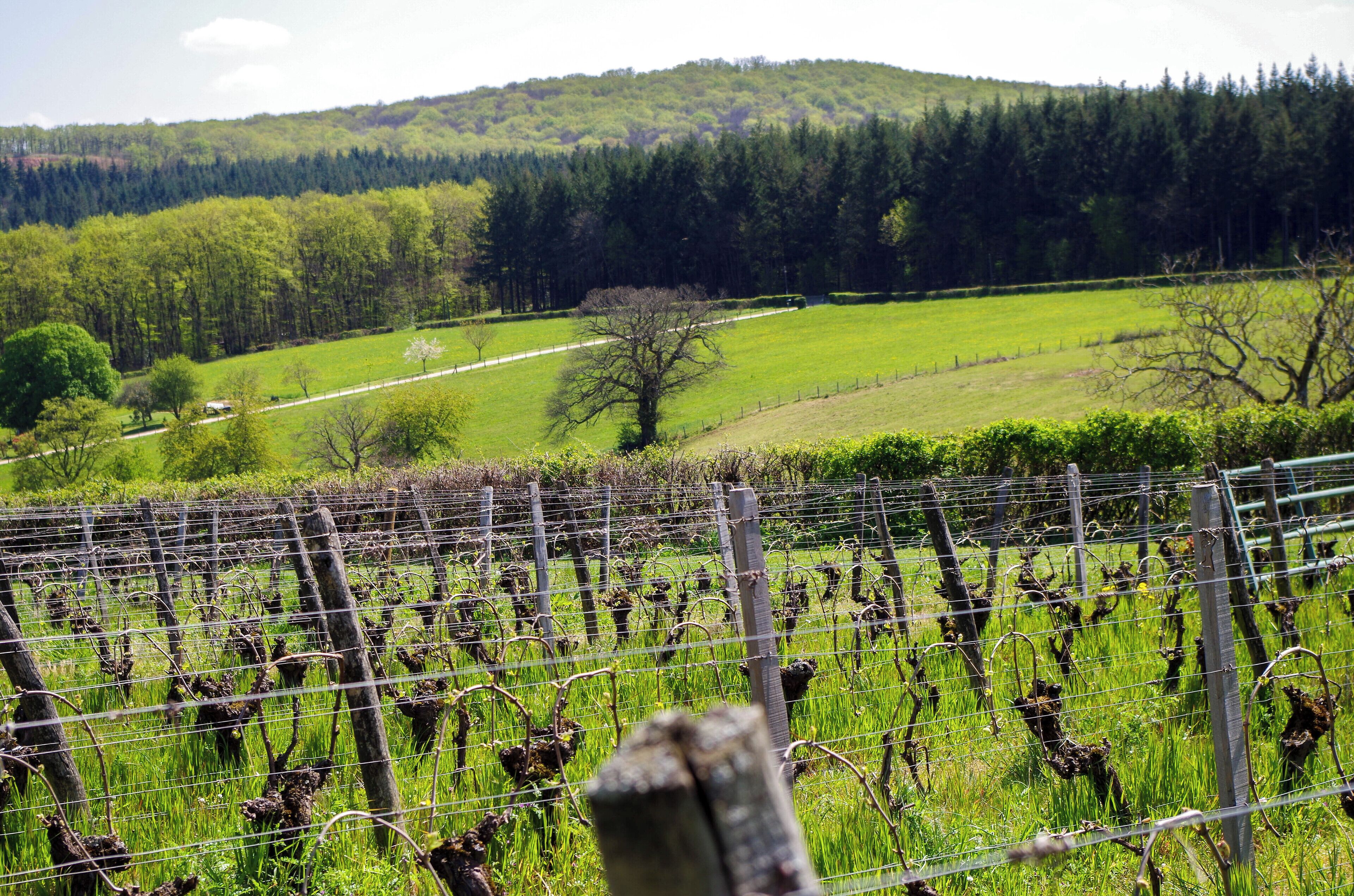 A vineyard with rows of grapevines and a fence in the foreground.