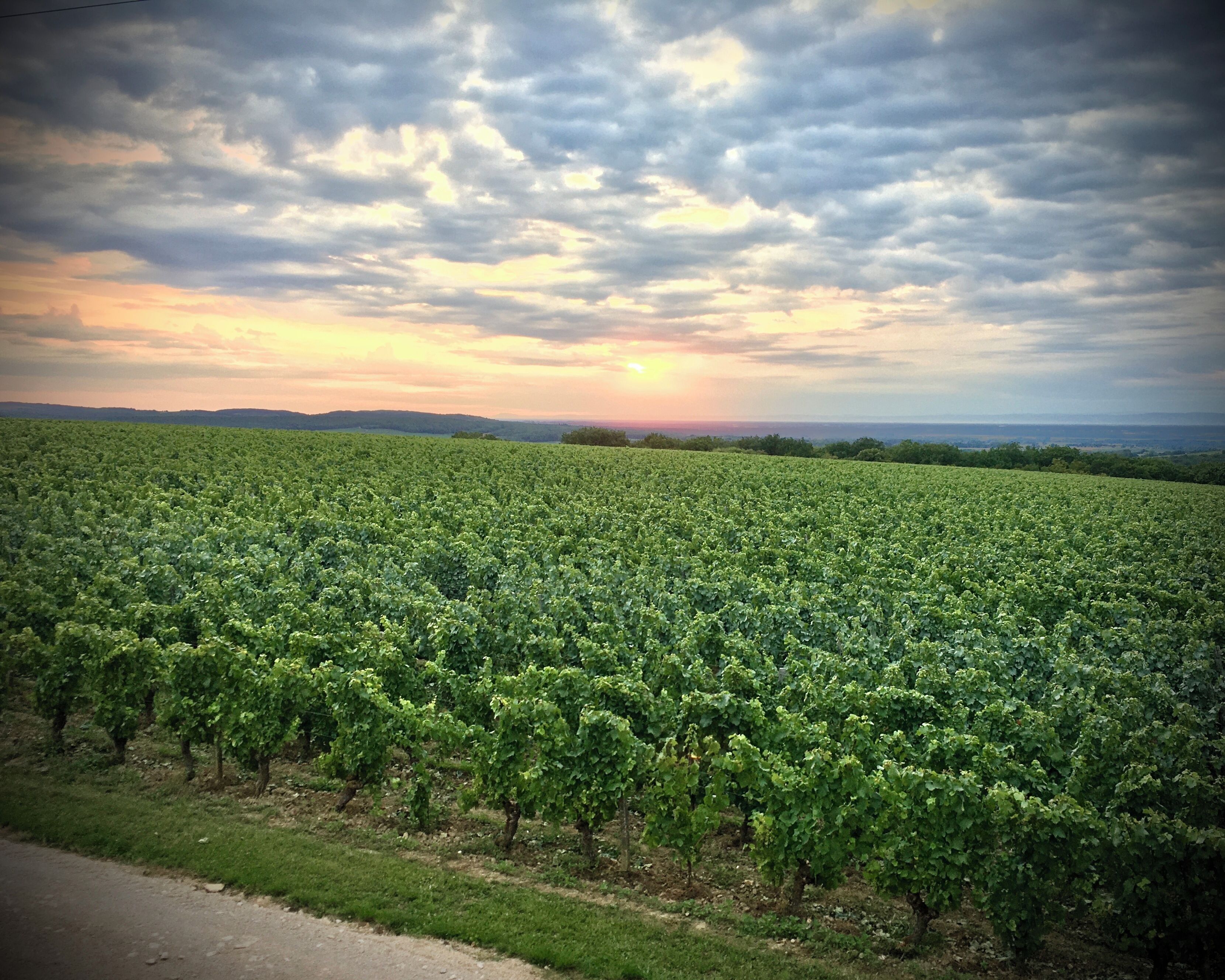 Ein Weinberg mit Reihen von Weinreben unter einem bewölkten Himmel.