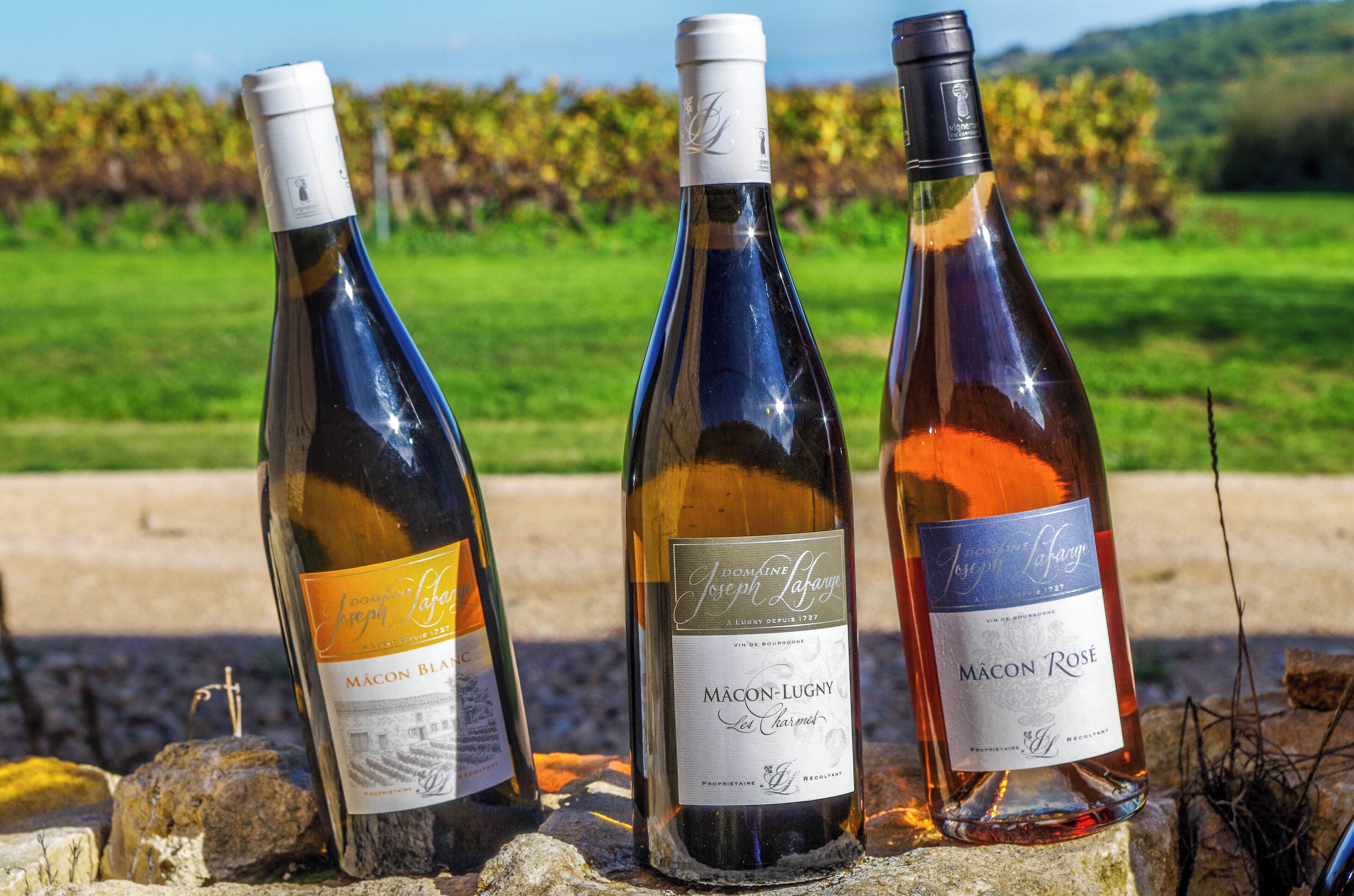 Trois bouteilles de vin posées sur une surface en pierre, avec un vignoble en arrière-plan.