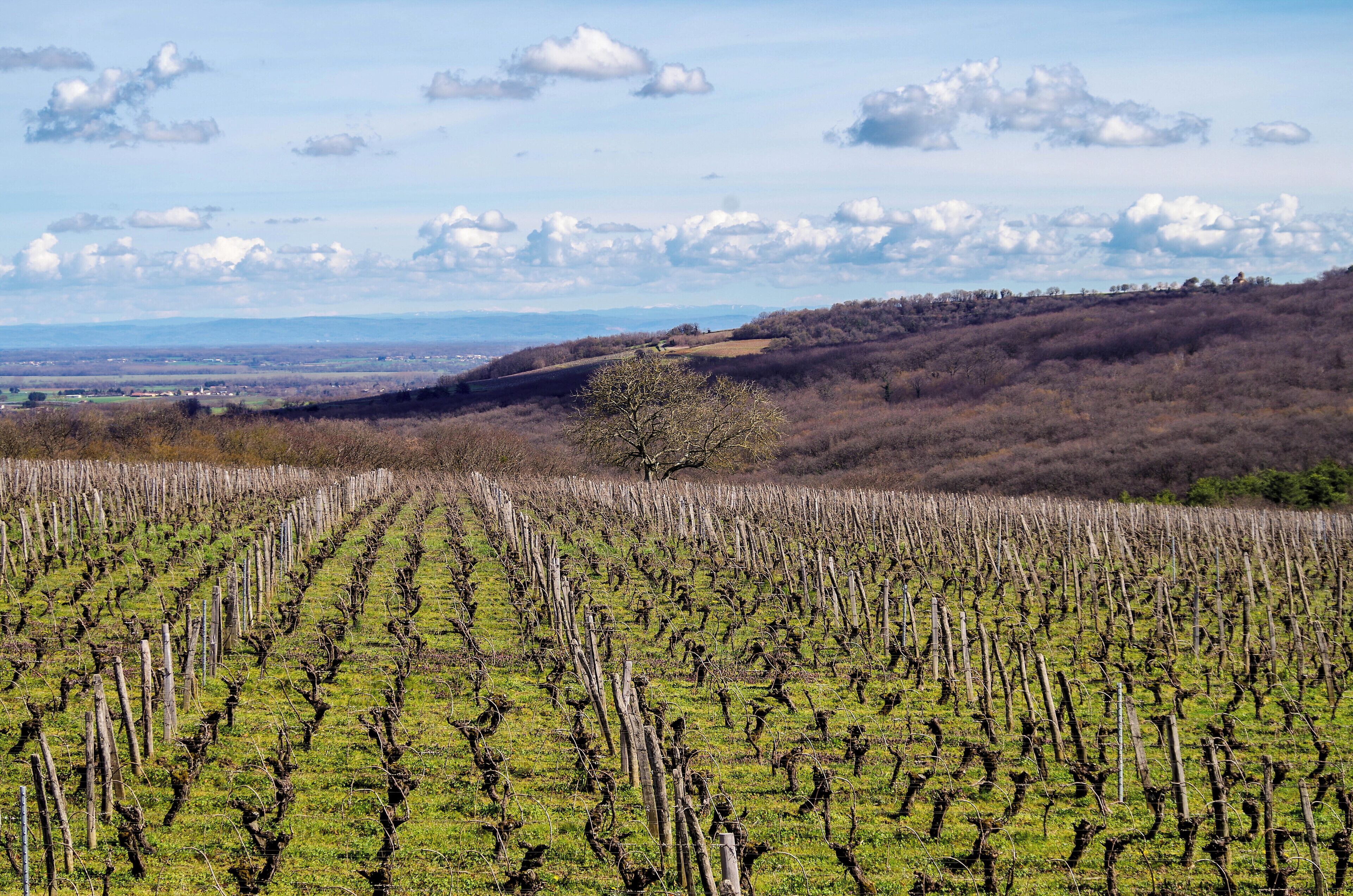 Viñedo con hileras de vides.
