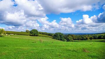 A green field with a fence, trees, and a clear sky.