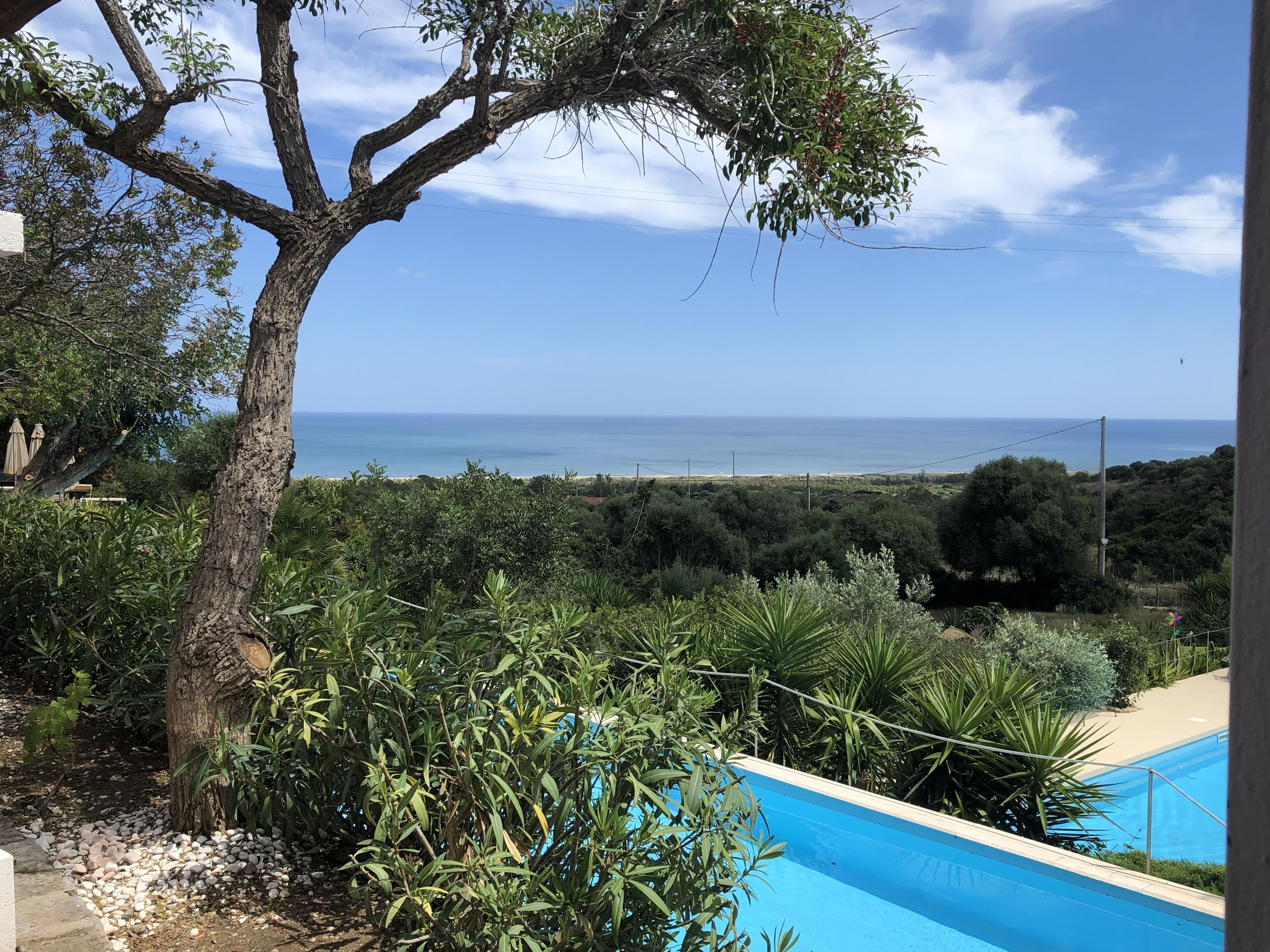 Une piscine avec vue sur la mer, entourée de verdure et d’un arbre.