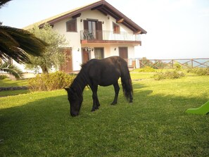 Property grounds - Aurora dell'Etna (Zafferana Etnea)