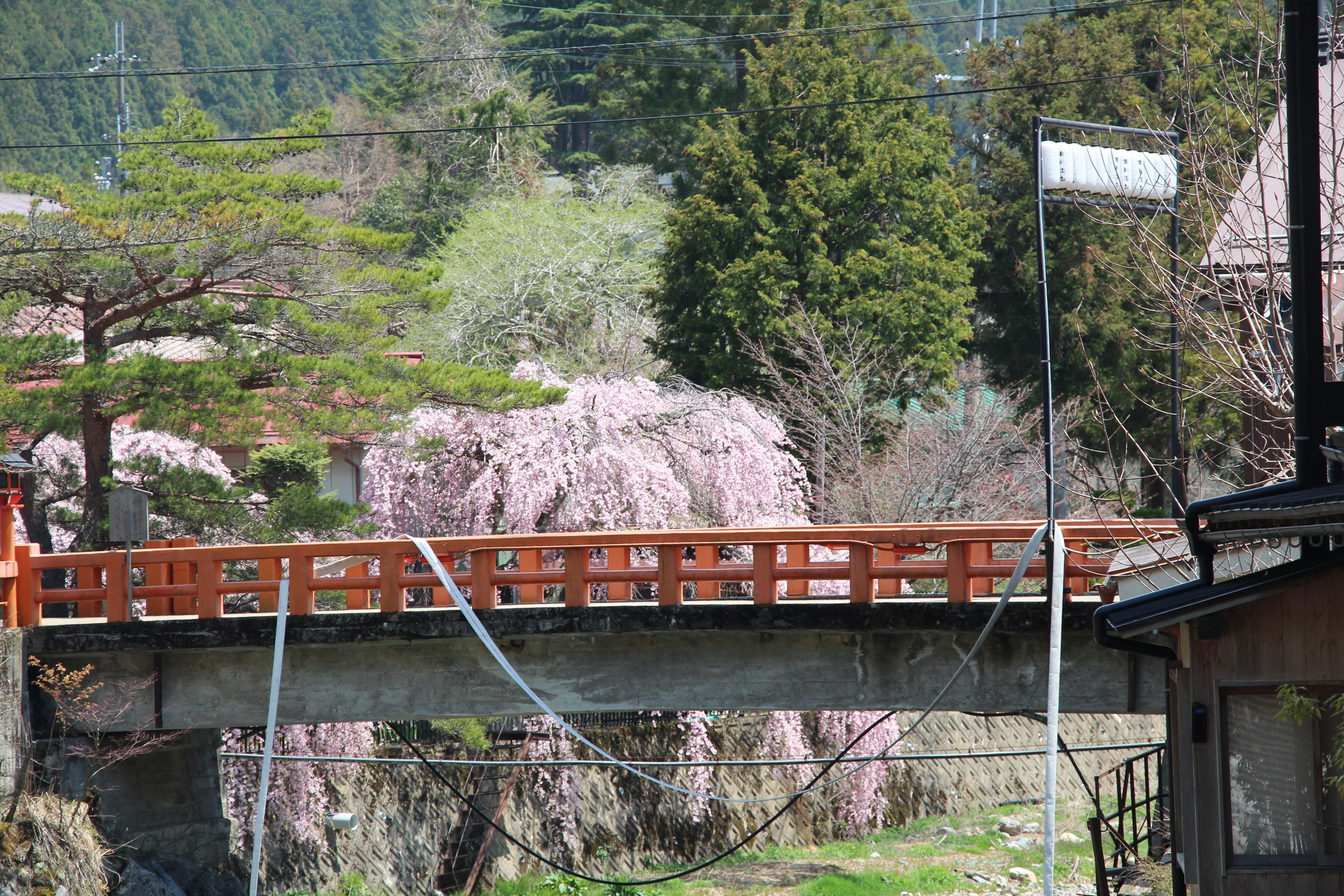A bridge with a red railing, a stone wall, and cherry blossoms in the background.