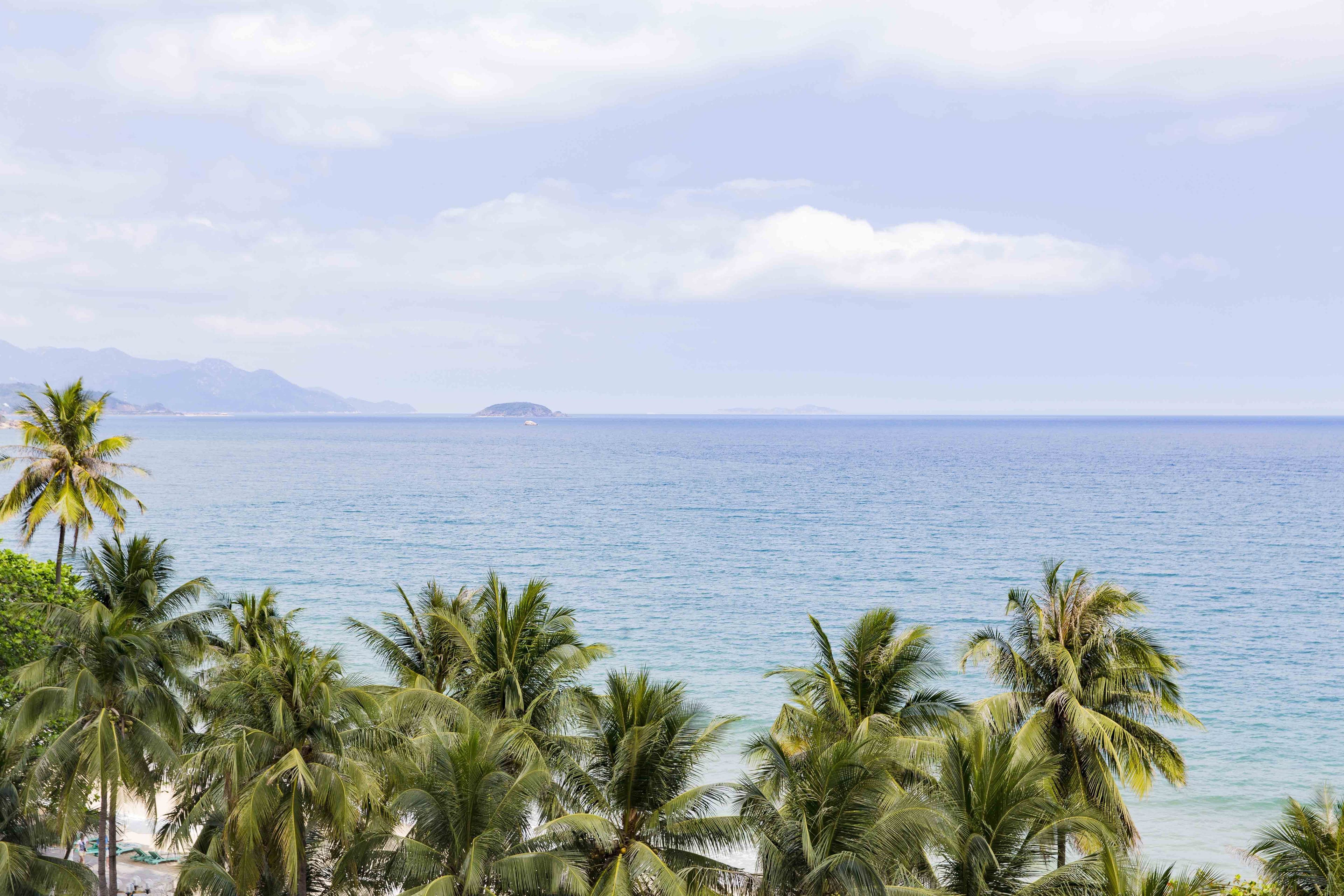 A beach with palm trees and a view of the ocean.