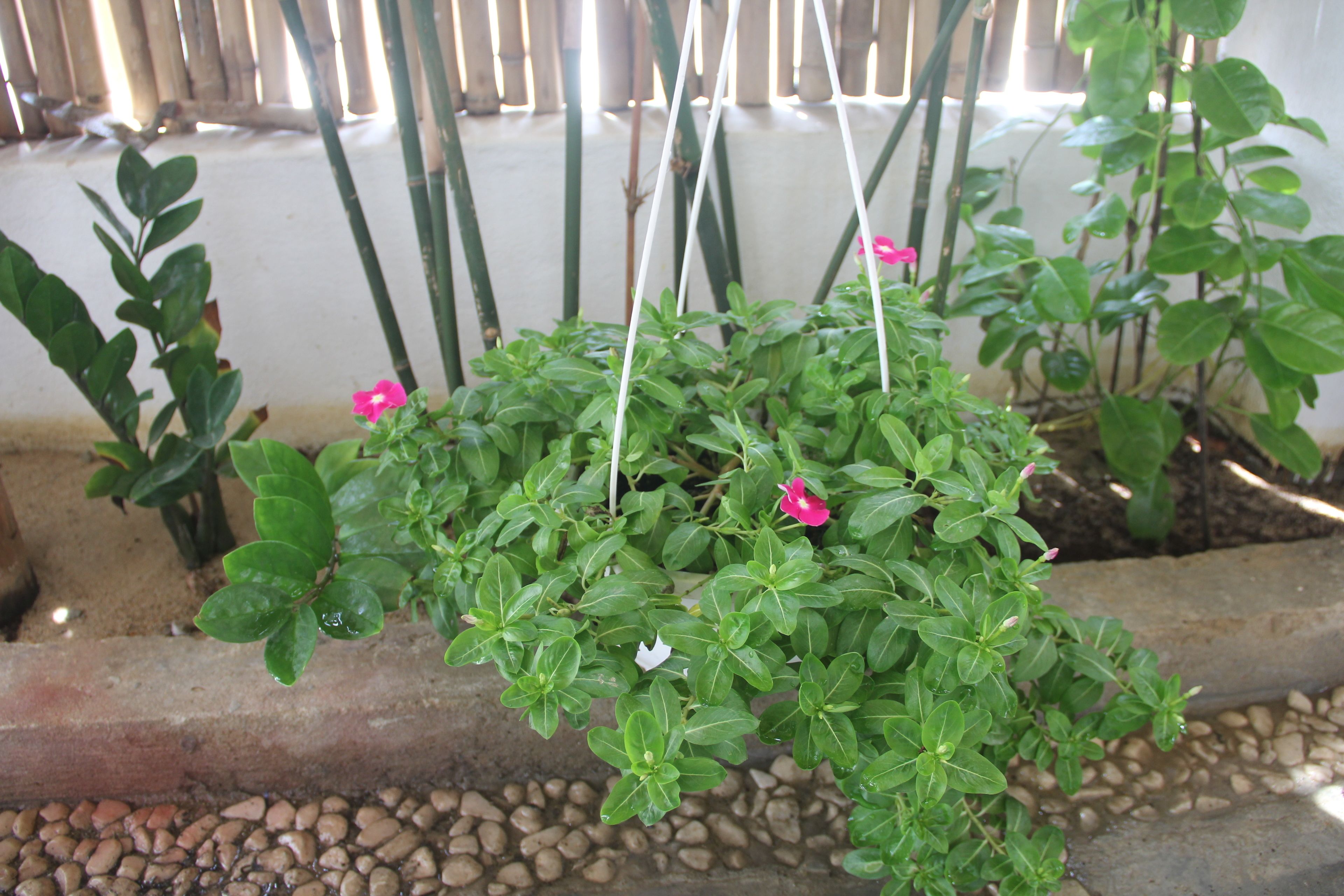 Una pianta pensile con foglie verdi e fiori rosa, appesa con fili bianchi.