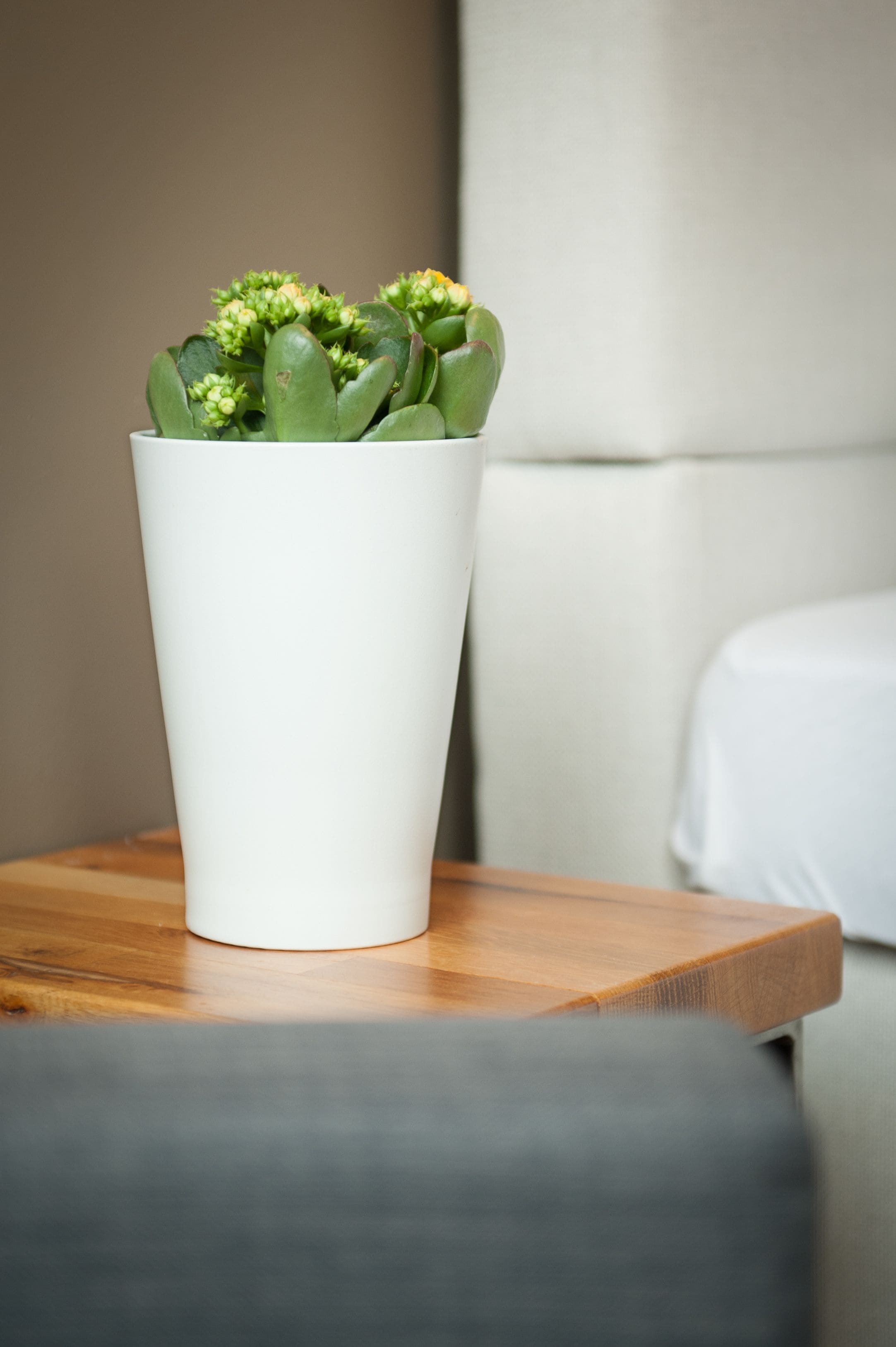 Una planta blanca en maceta sobre una mesa de madera en una habitación con un sofá gris.