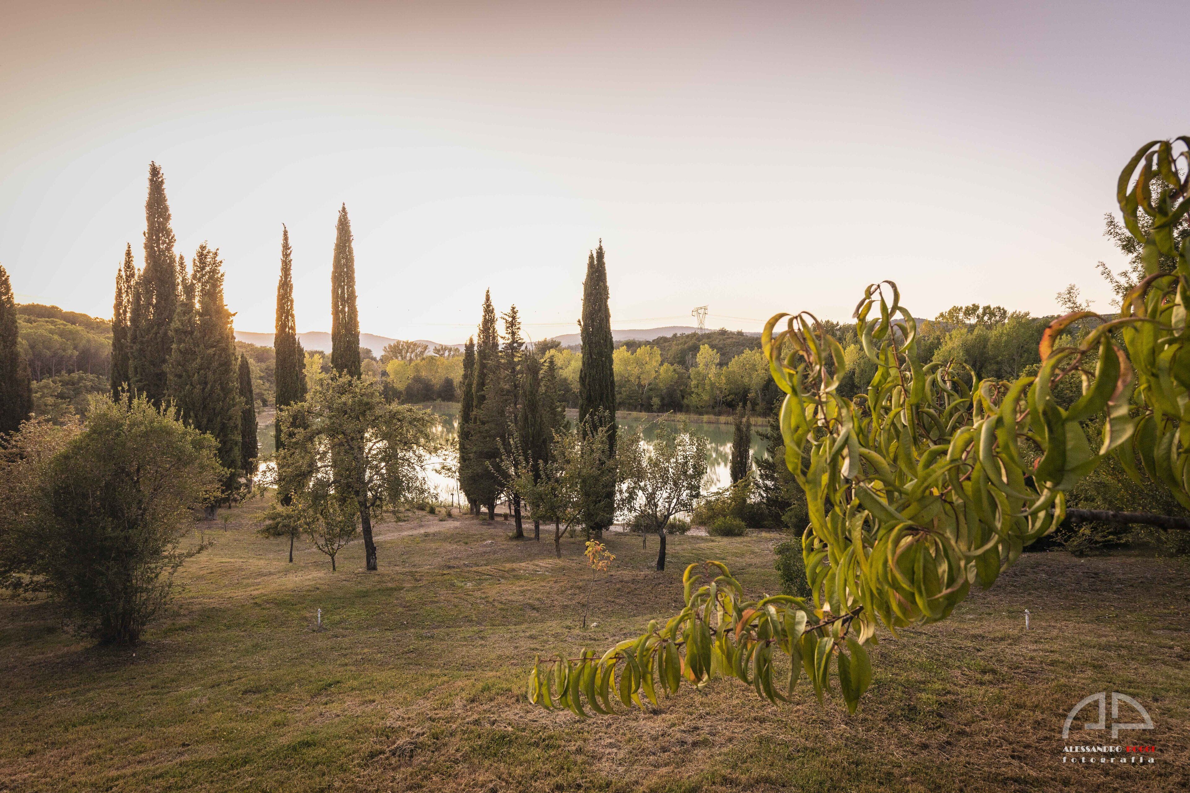 Un paisaje sereno con césped, árboles y una masa de agua.