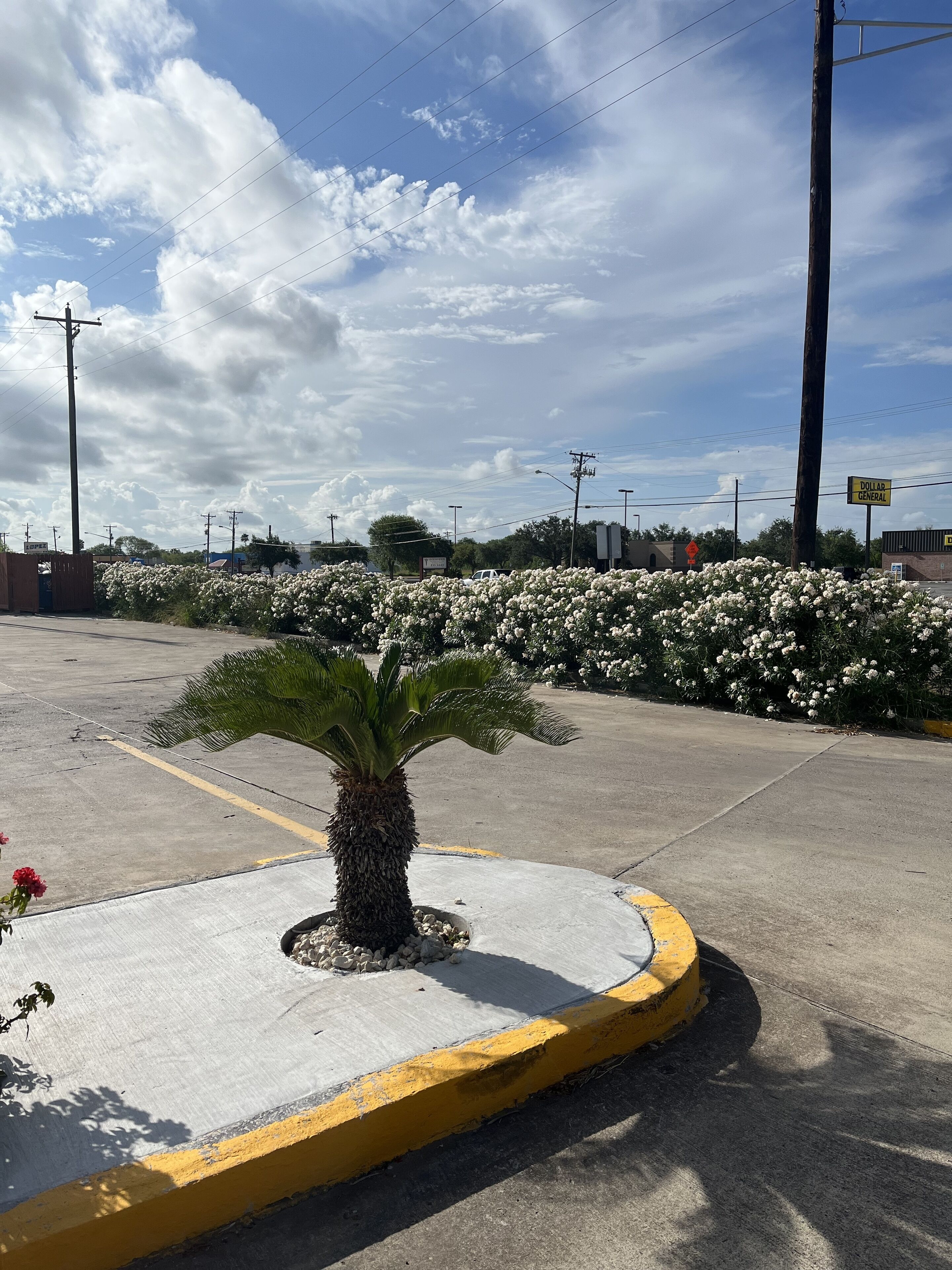Un estacionamiento con una palmera y flores blancas, rodeado de edificios y líneas eléctricas.