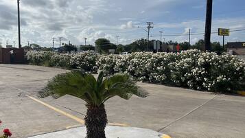 Un estacionamiento con una palmera y flores blancas, rodeado de edificios y líneas eléctricas.