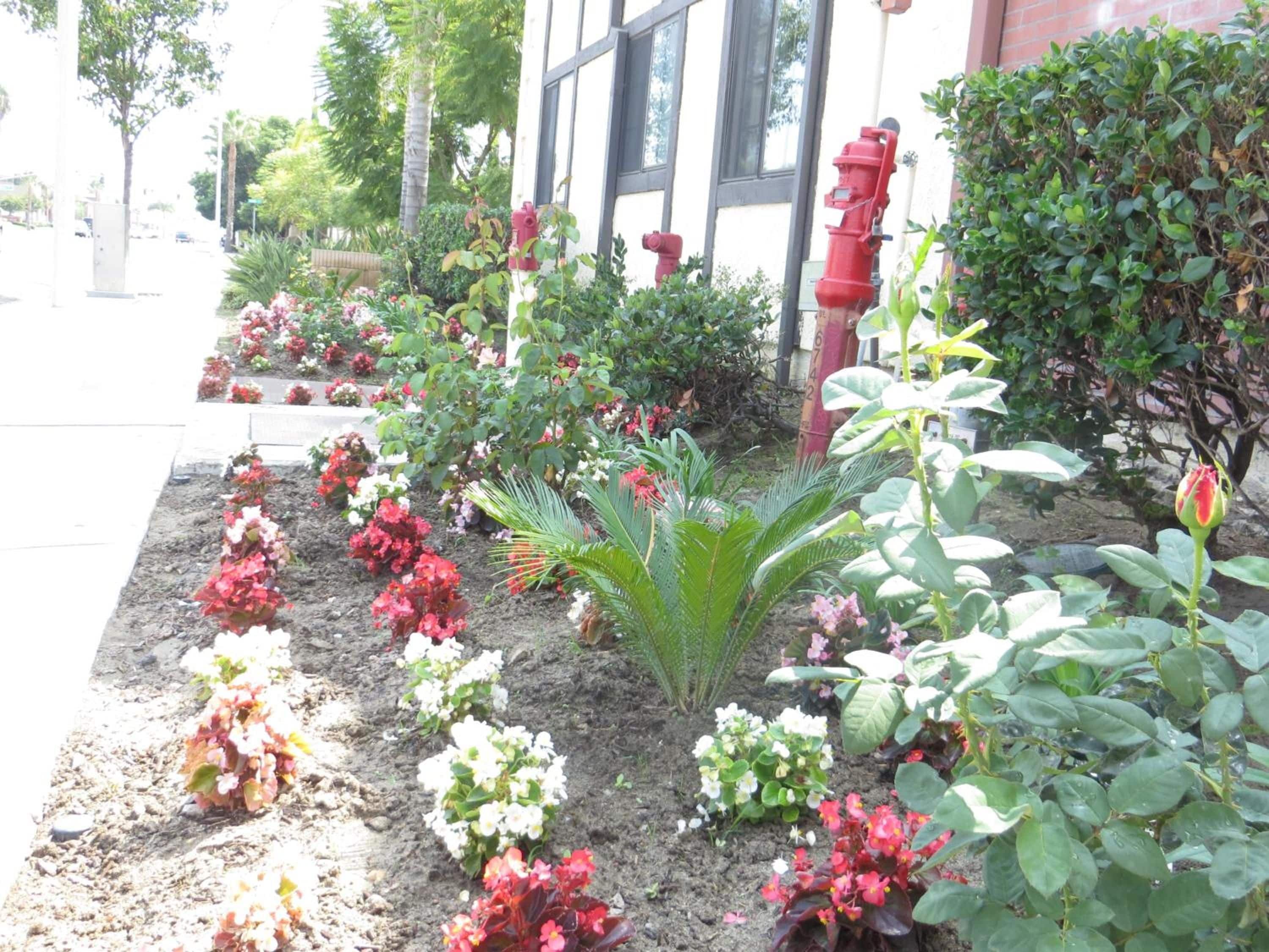 Un jardín con diversas plantas y flores, un hidrante rojo y un edificio con ventanas al fondo.