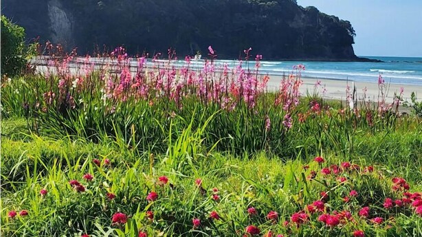 A coastal landscape with a beach, a cliff, and a field of flowers. - Beachpoint Apartments (Ohope)