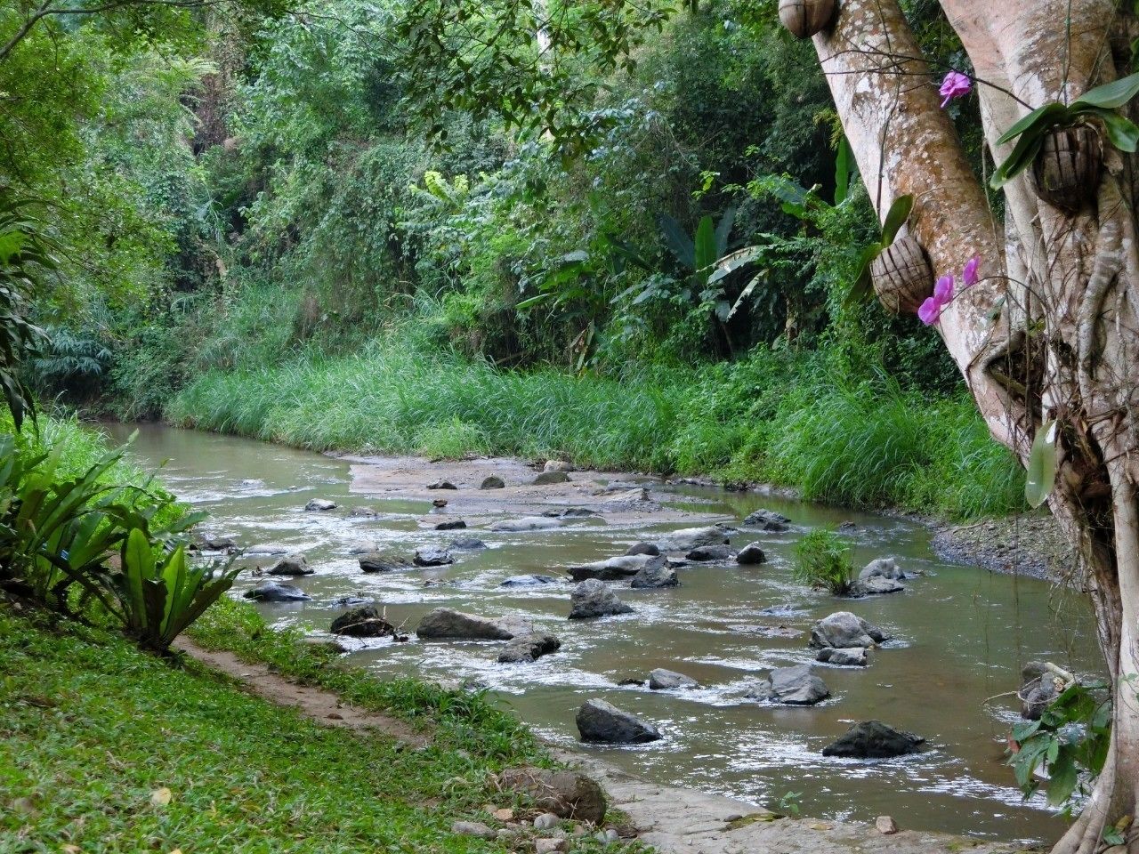 A river with rocks and greenery.