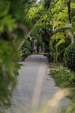 A pathway surrounded by lush greenery and tropical plants. - Phangan Beach Resort (Ko Pha-ngan)