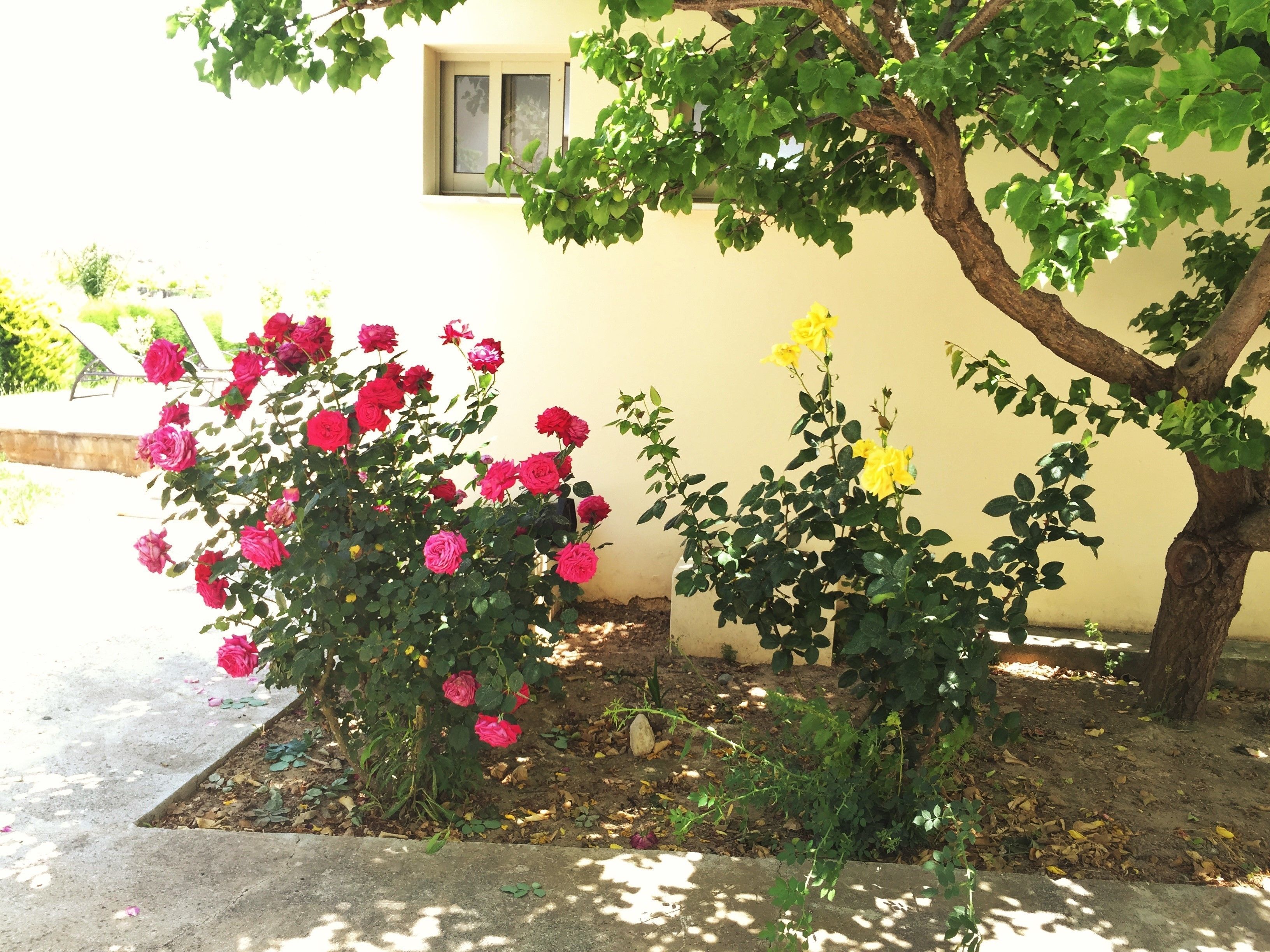 Un jardín con rosales y un árbol.