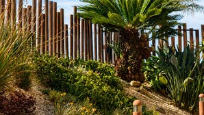 A garden with a palm tree, various plants, a wooden fence, and a stone wall.