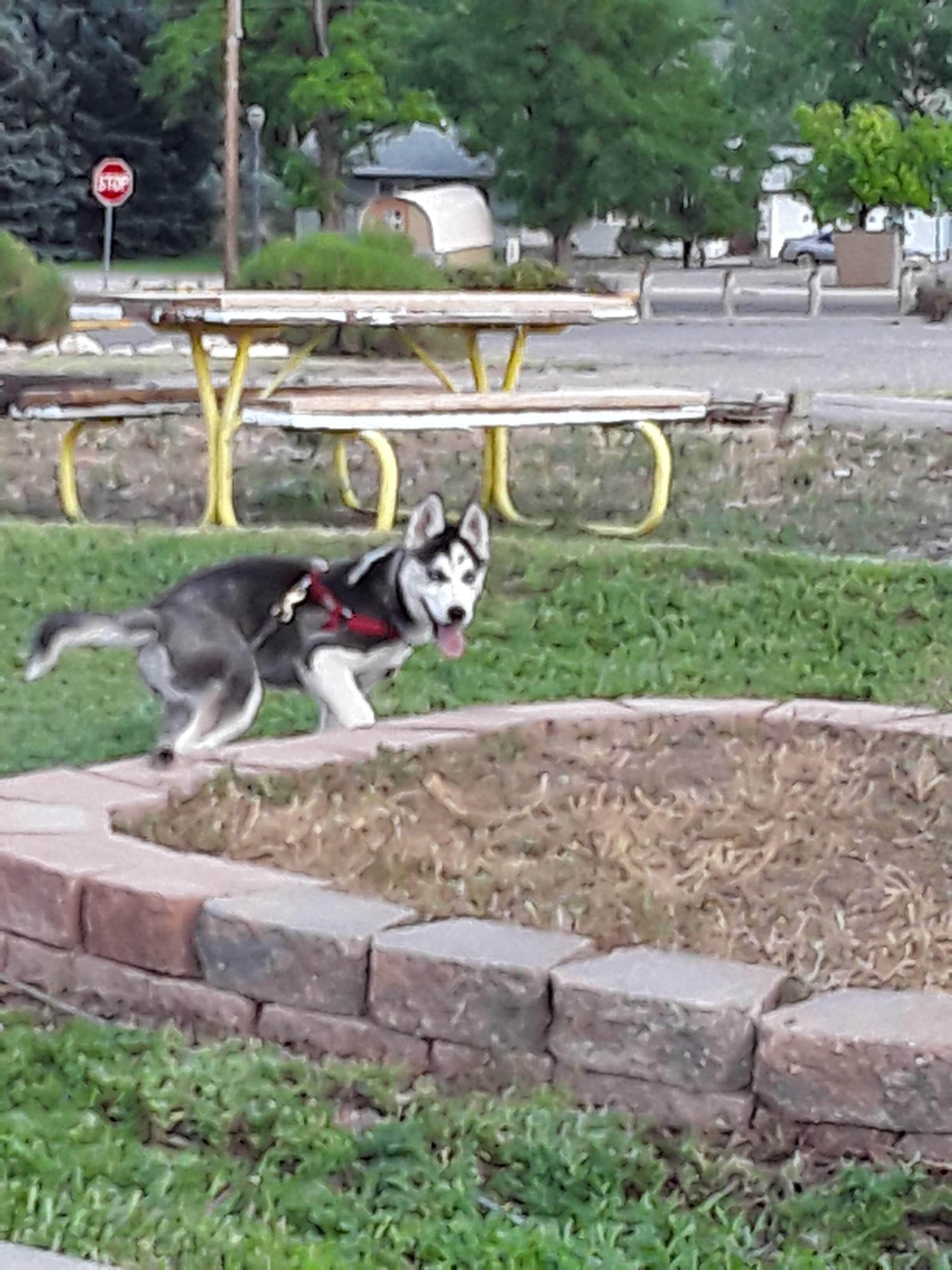 A dog running near a park bench.