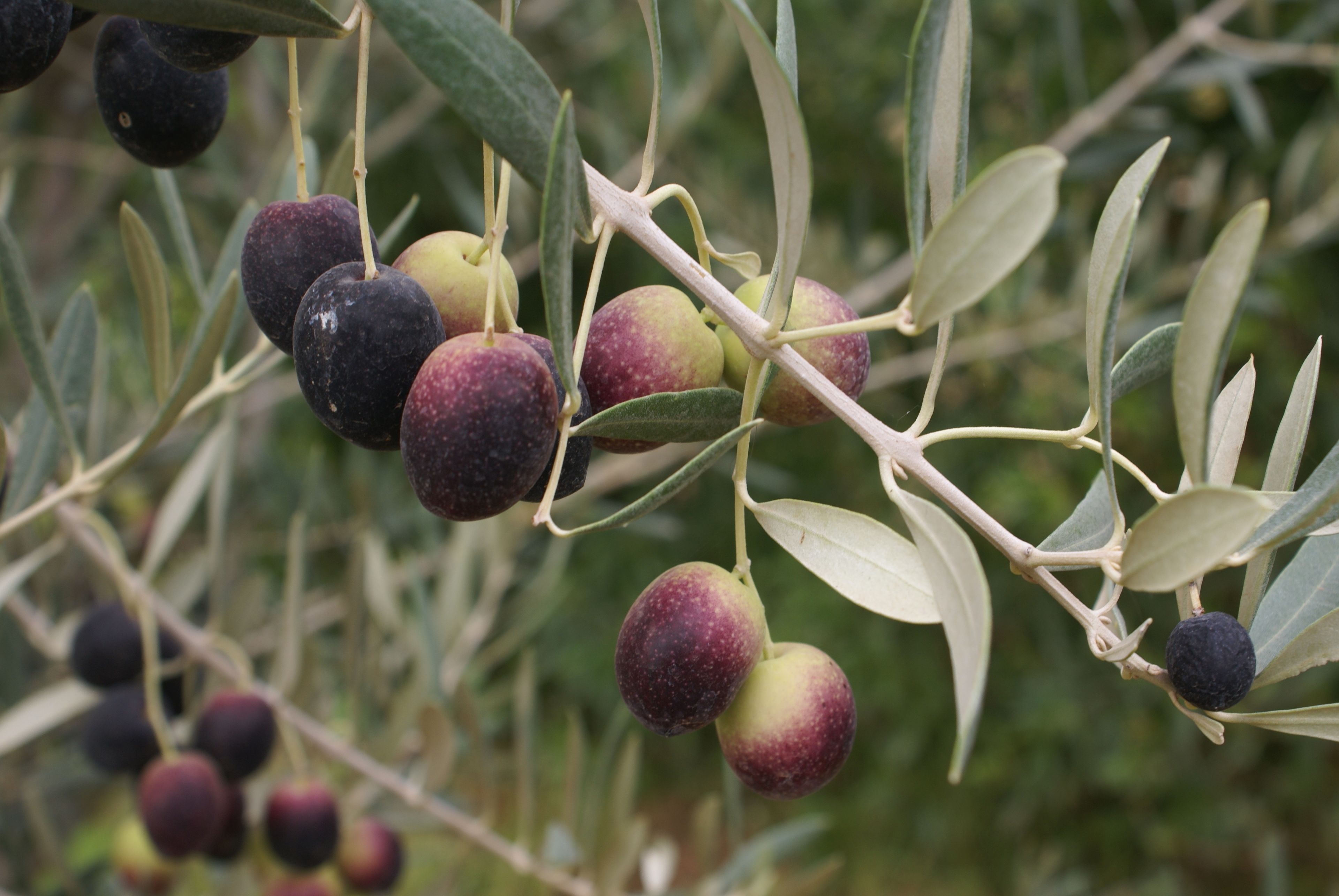 Photo - La Kasbah Aalma D'or